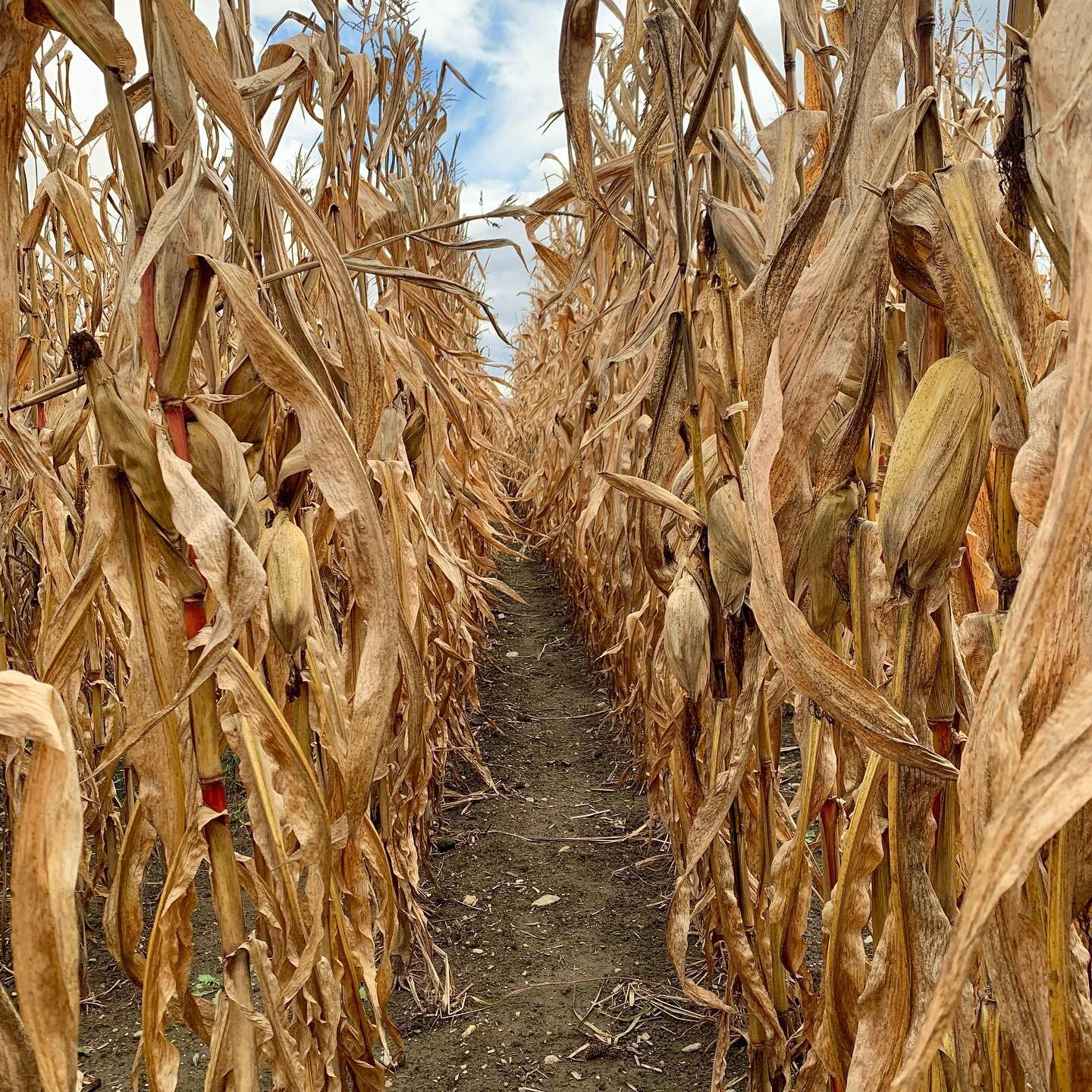 Corn maze 🌽 @percyfarm