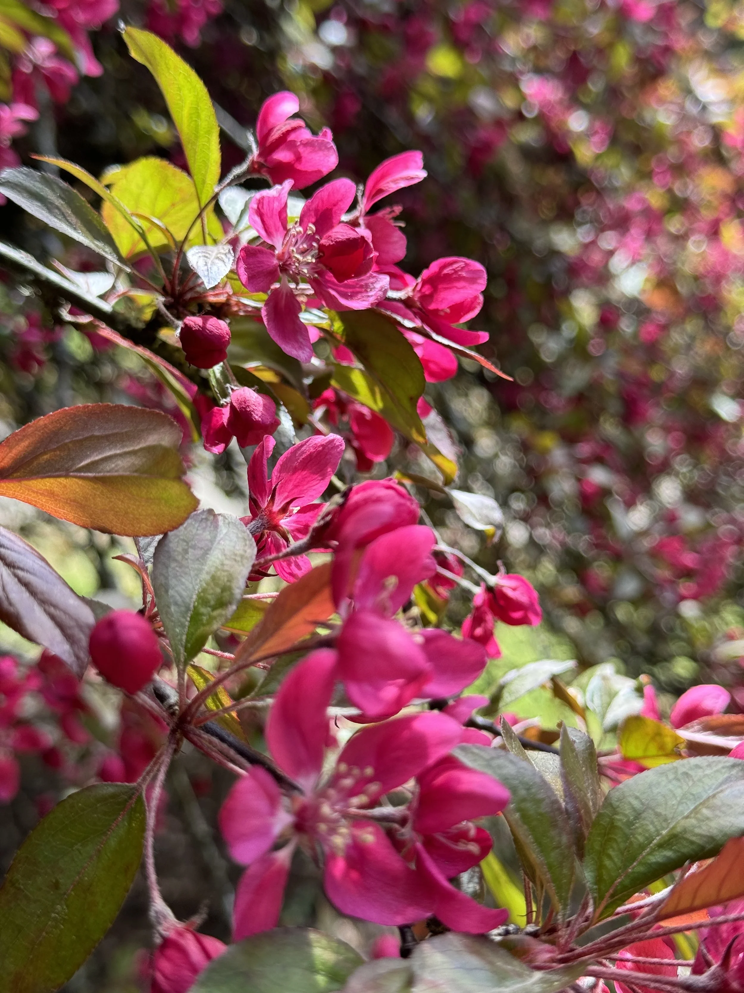 spring blossoms pink.jpg