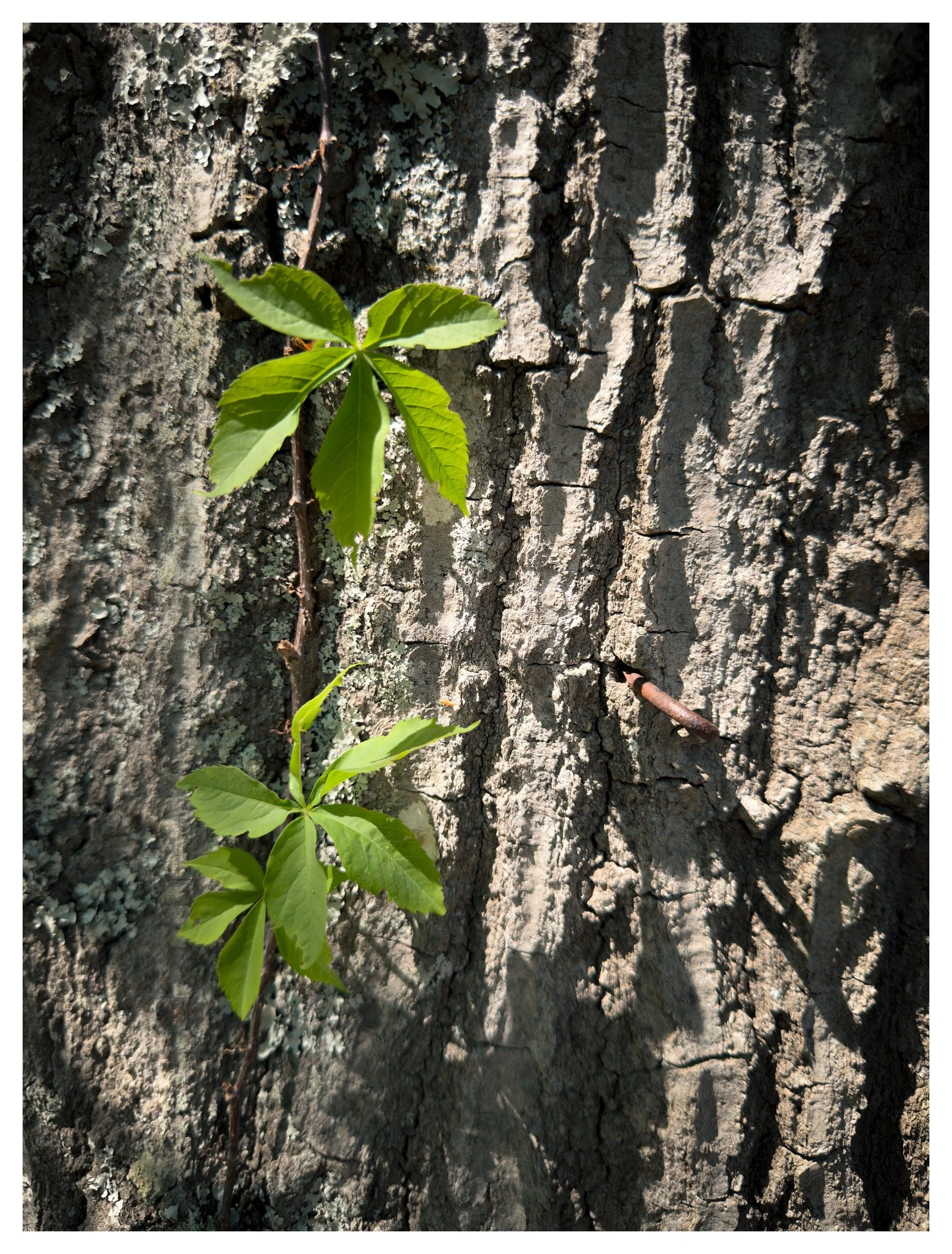 IMG_1546_bordered.jpg