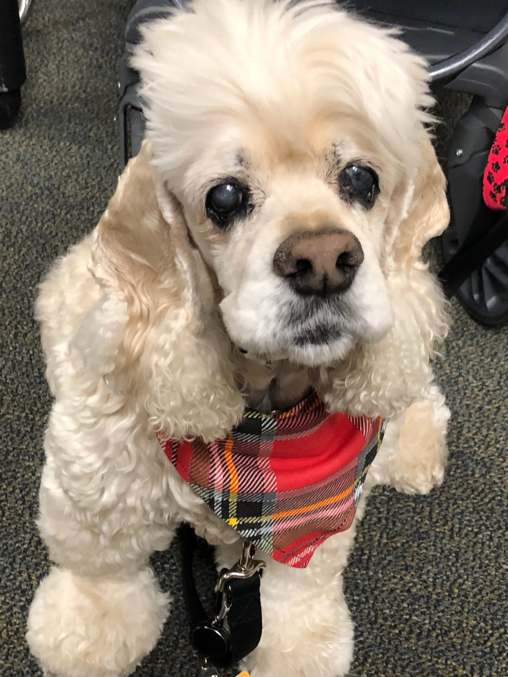 World Pet Memorial Day