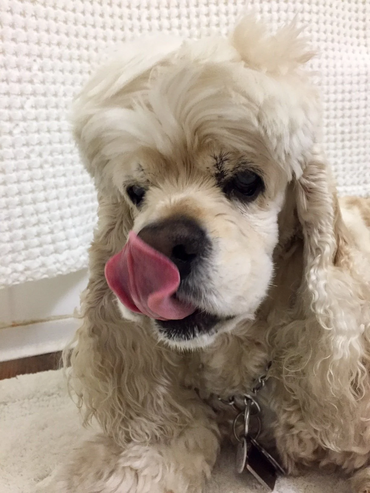 All-American Pet Photo Day&nbsp;