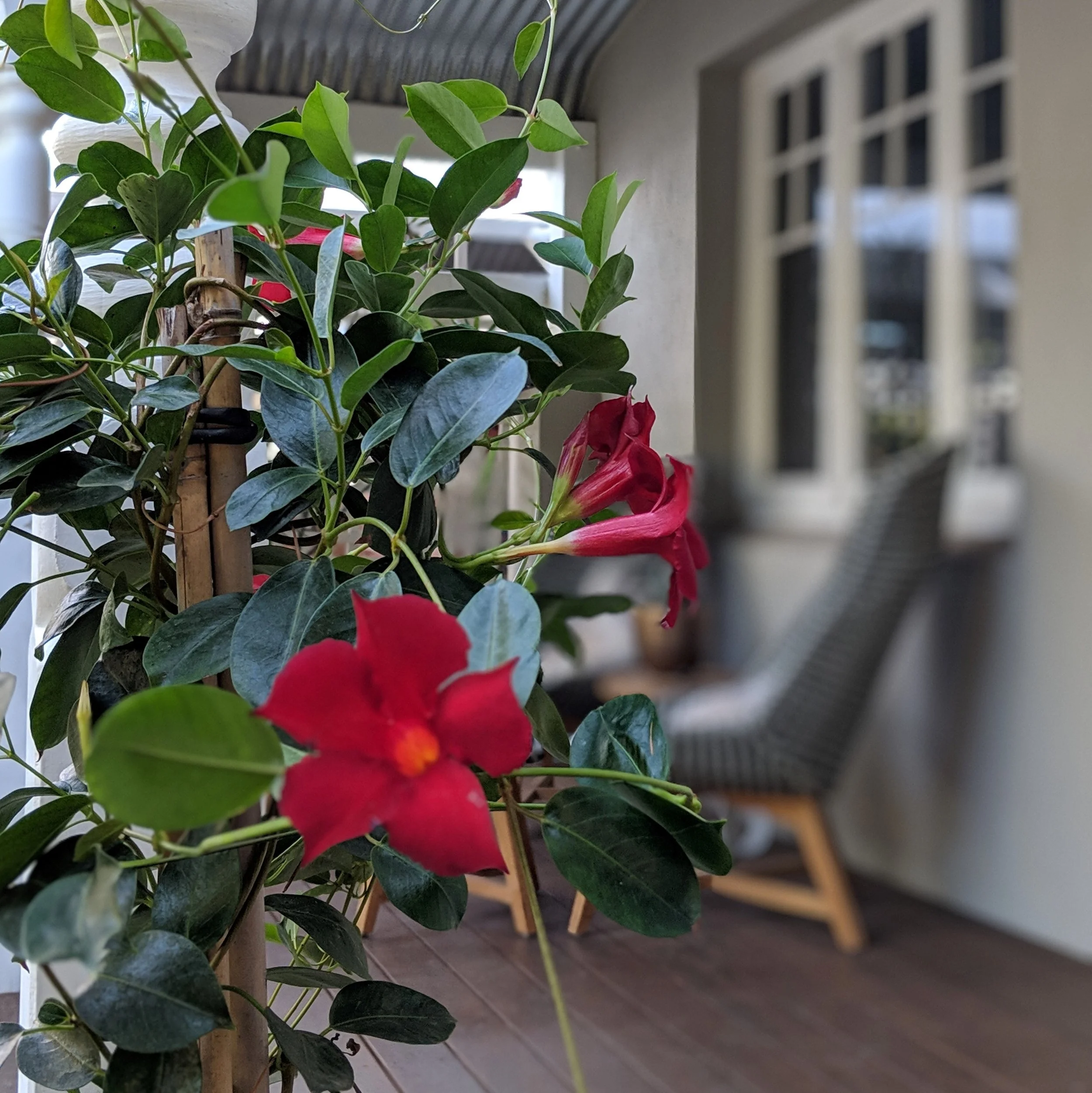 Glorious mandevilla climbing verandah post