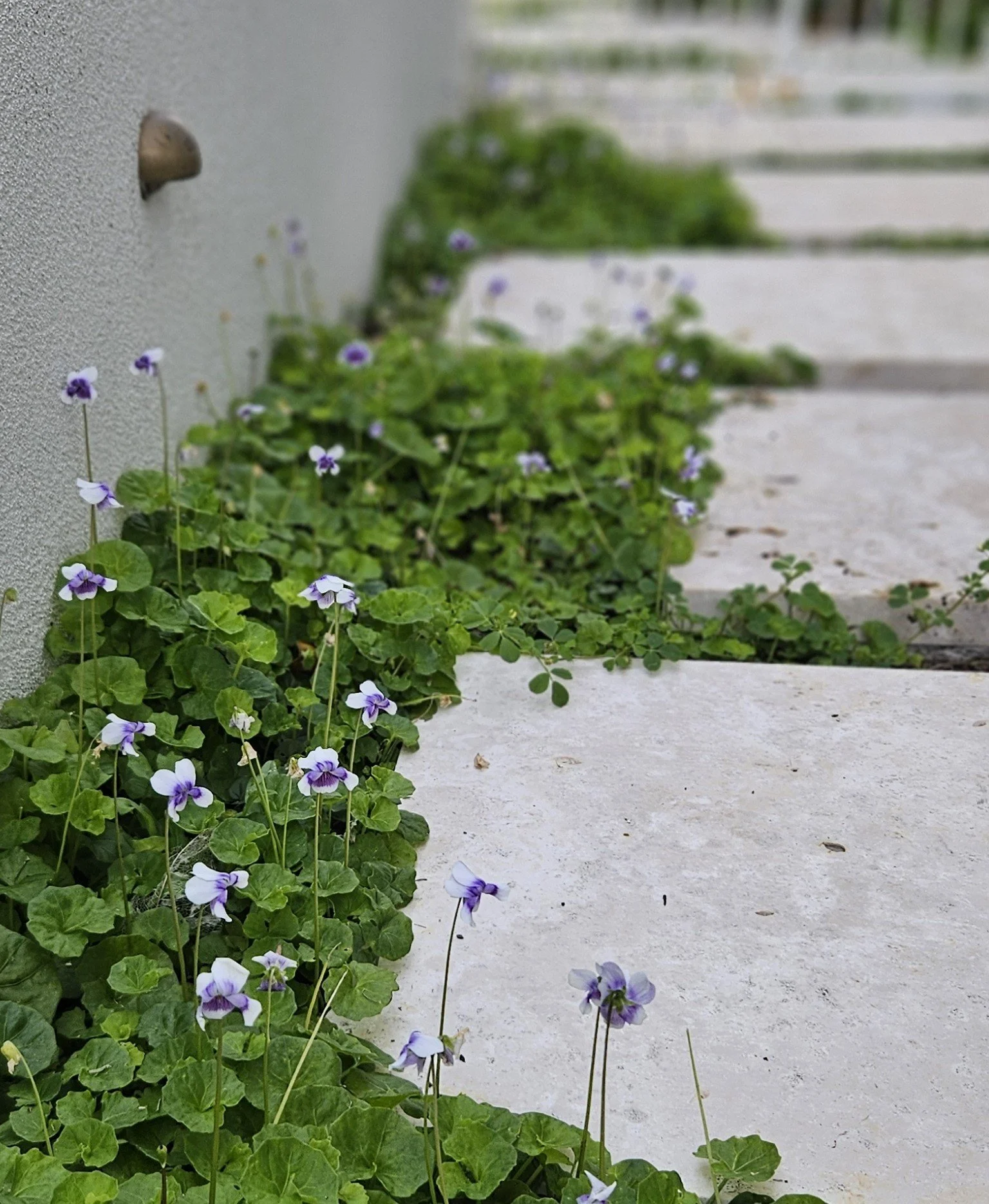 Native Violet with Travertine Steppers
