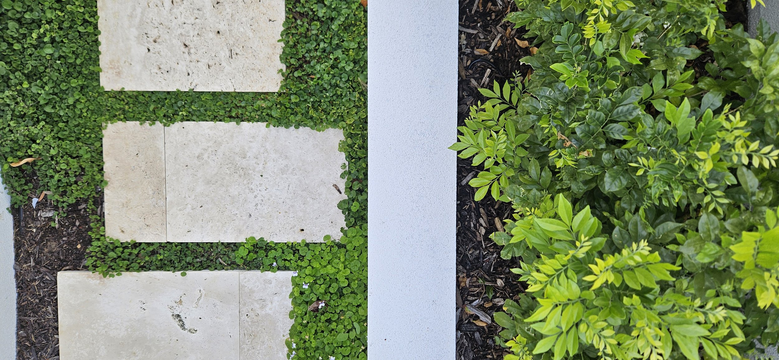Travertine steppers with Ground Cover