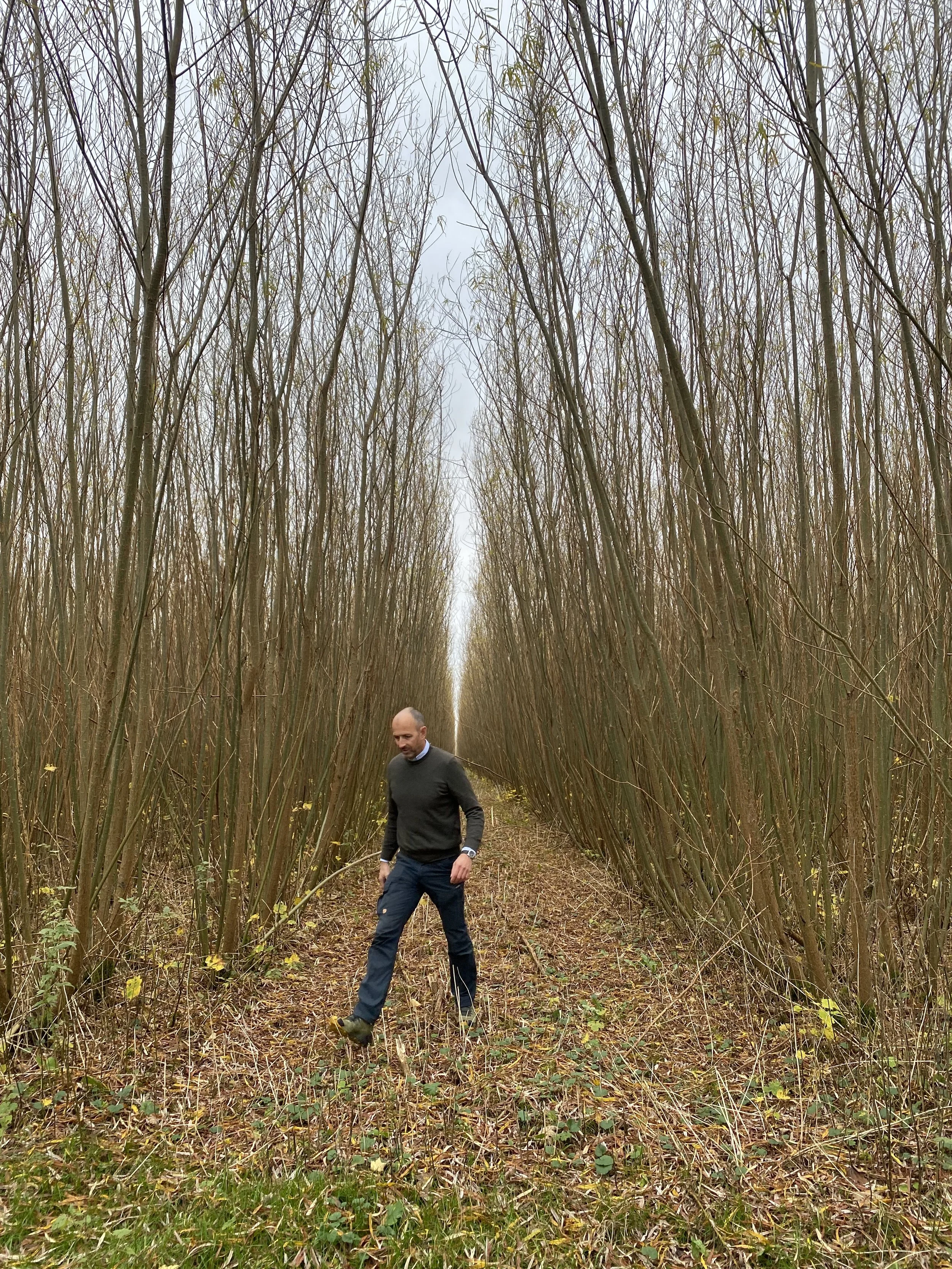 Klimaskov 5 år gammel rotationshøst.jpg