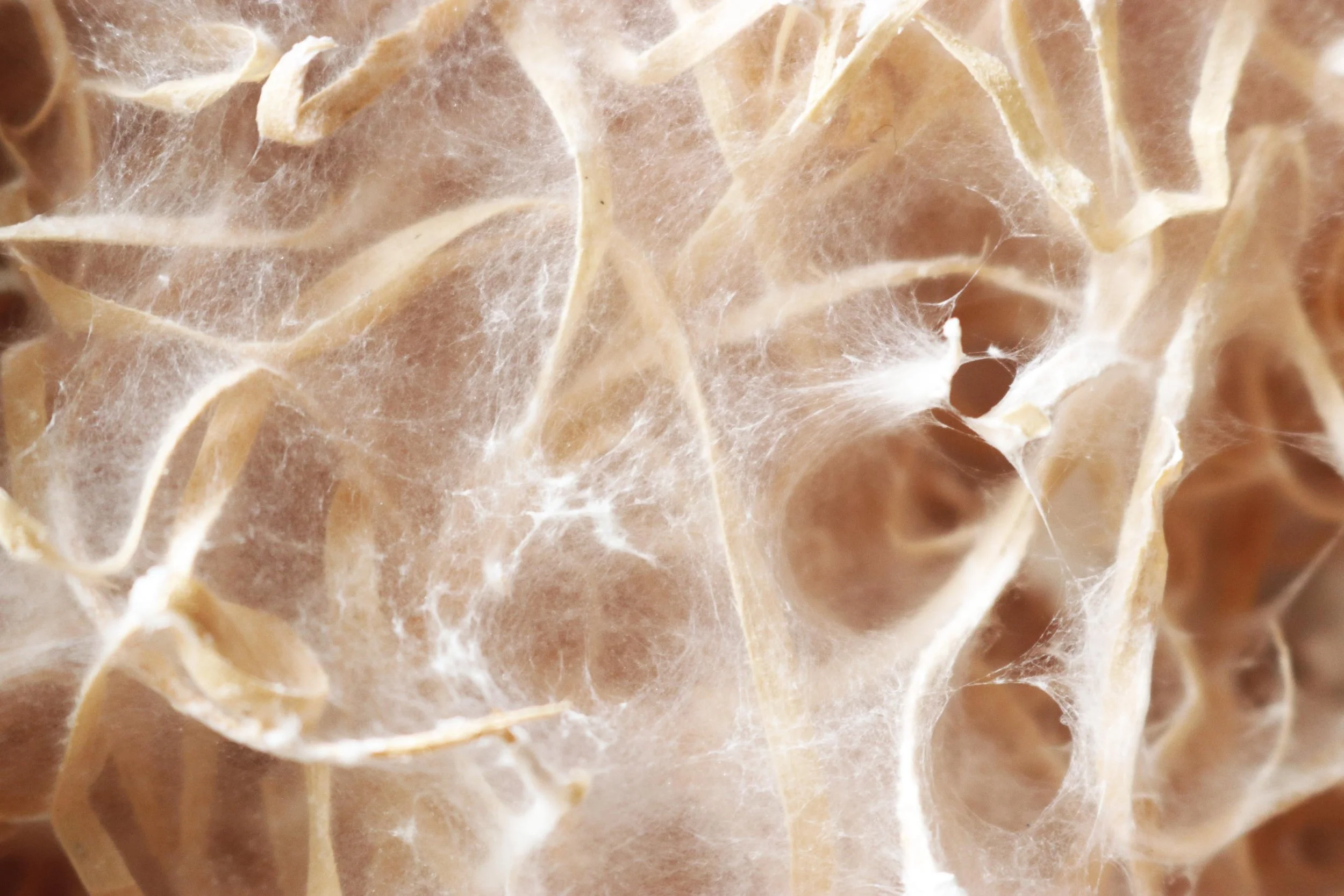 Mycelium - myxsail-jonasedvard.jpg