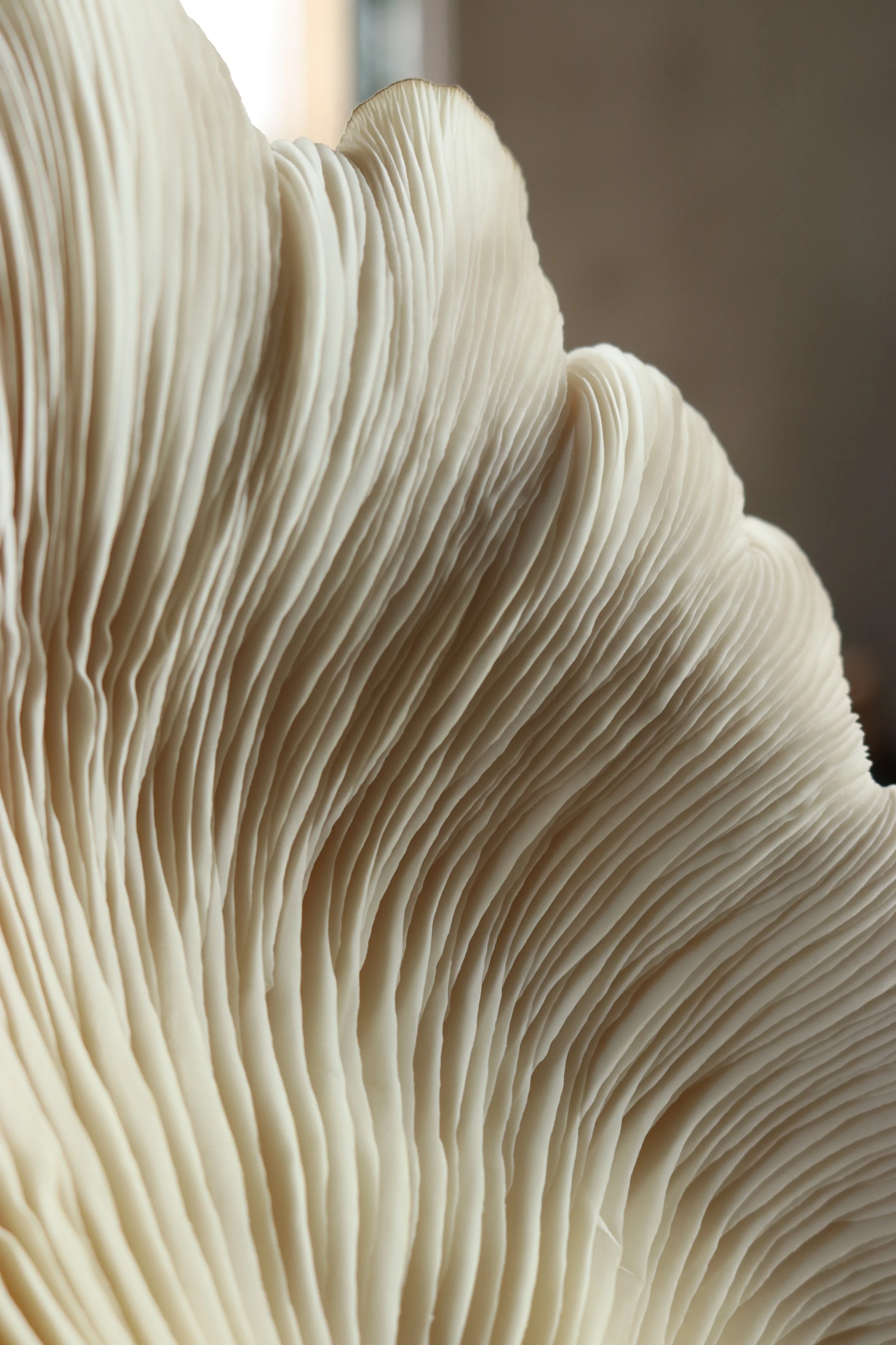 Myxsail-Oystermushroom2 - myxsail-jonasedvard.JPG