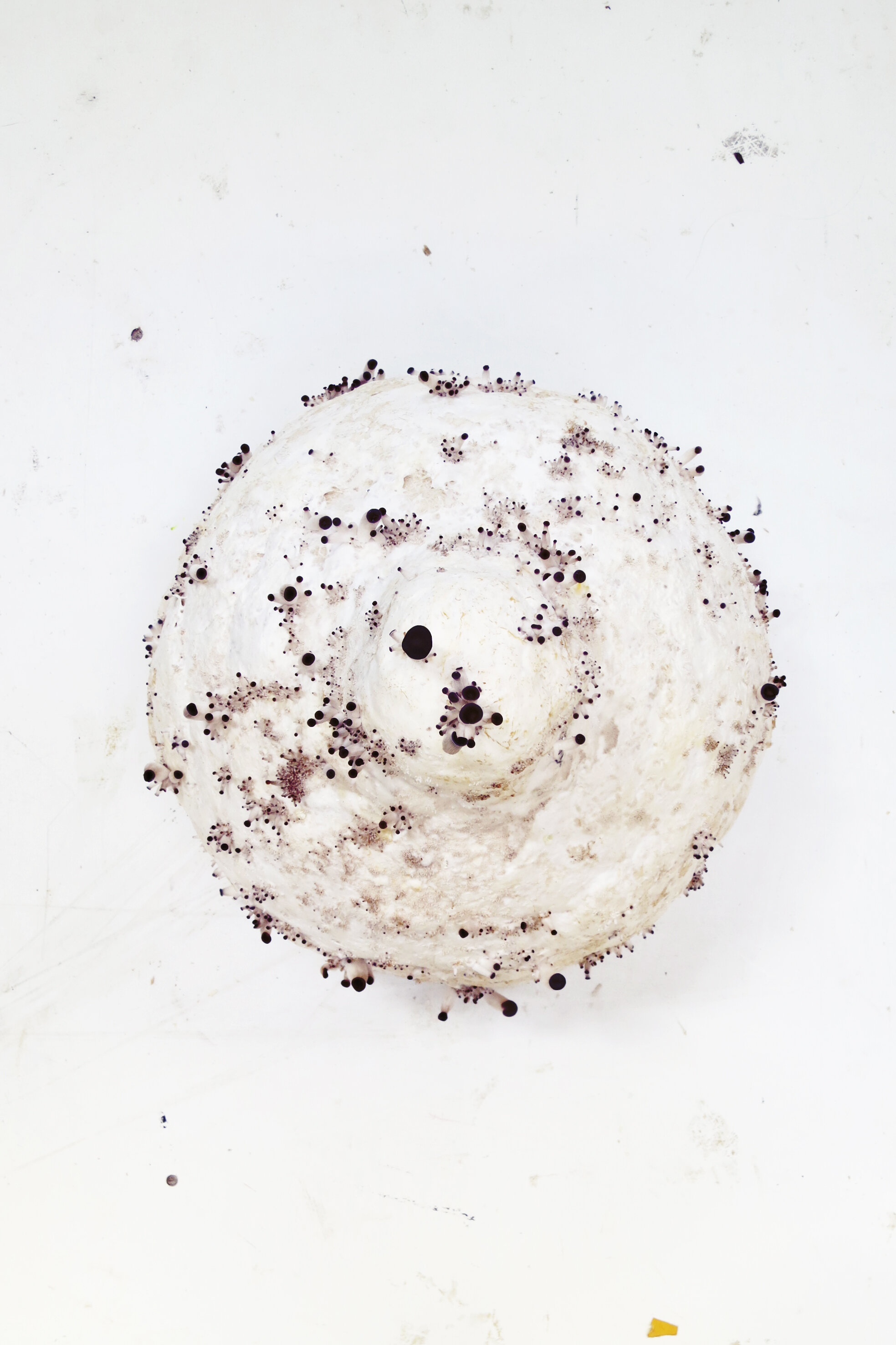 myx - top view growng(JO).jpg