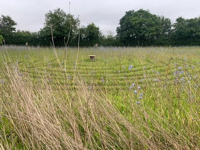 blue meadow wild carrot.jpg