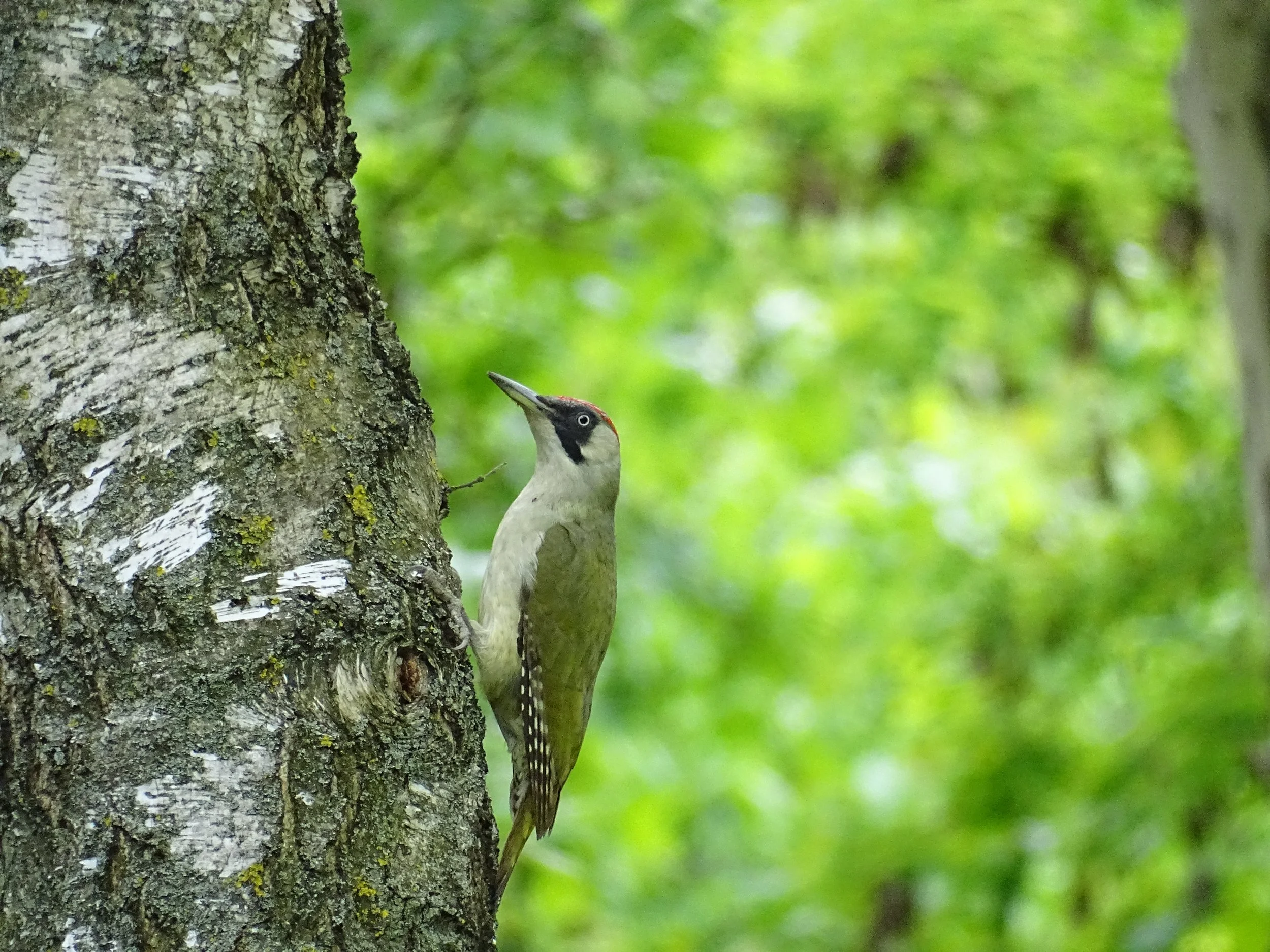DSC07752.JPG