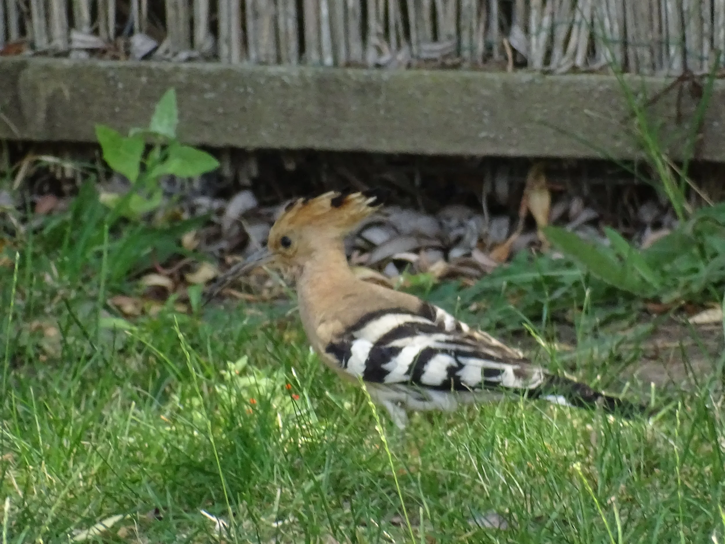 DSC07821.JPG