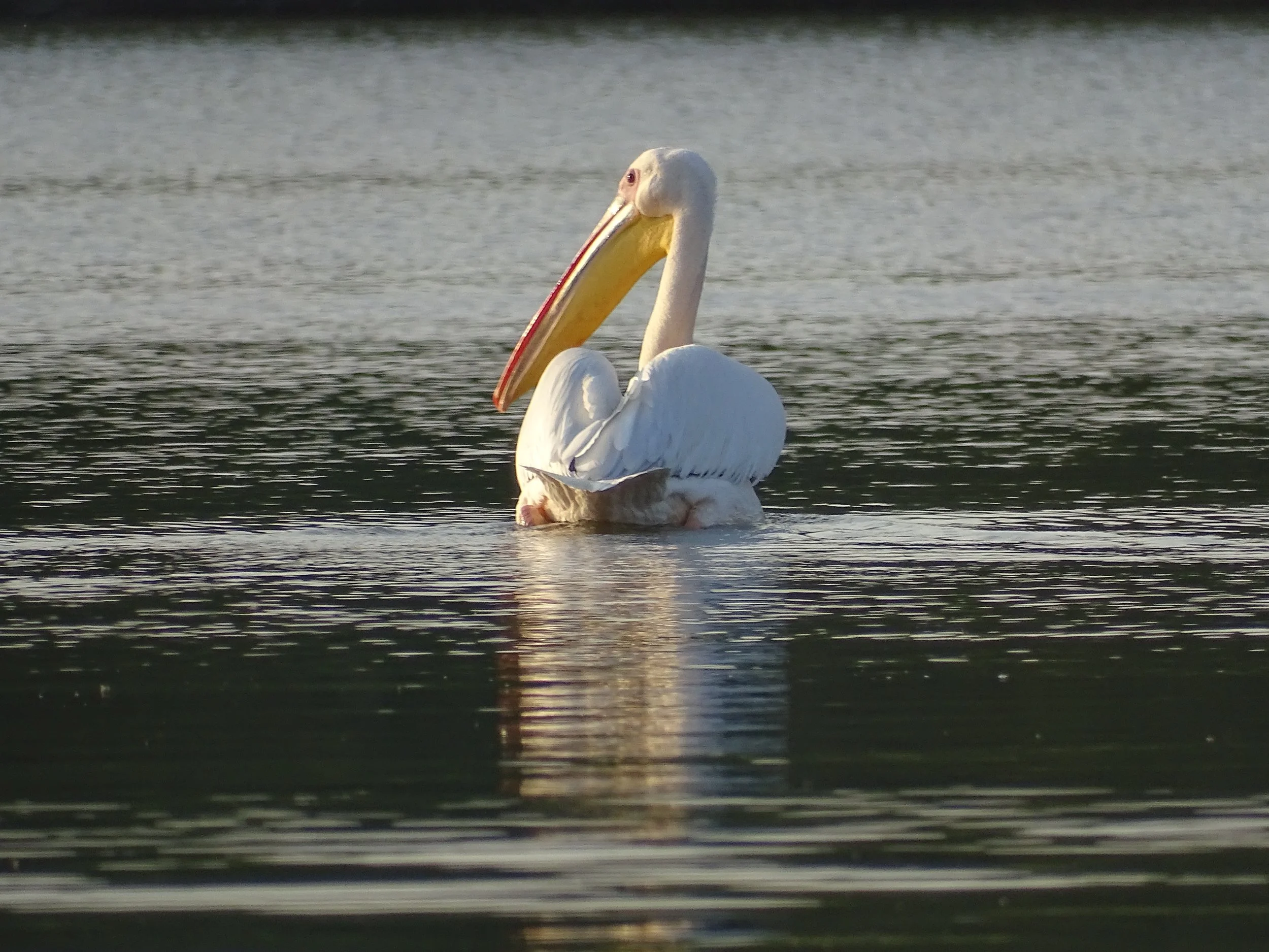 DSC07870.JPG