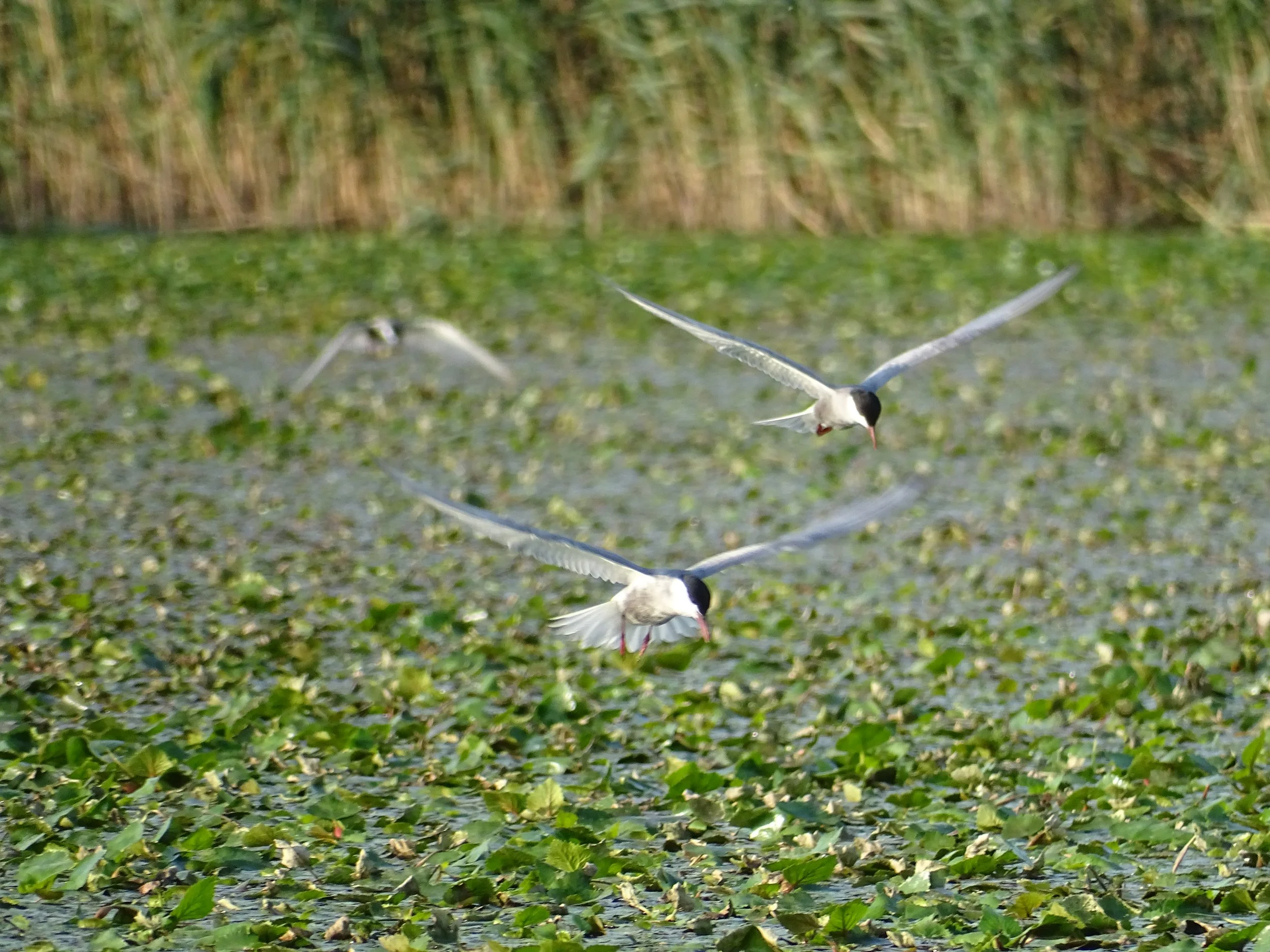 DSC07932.JPG