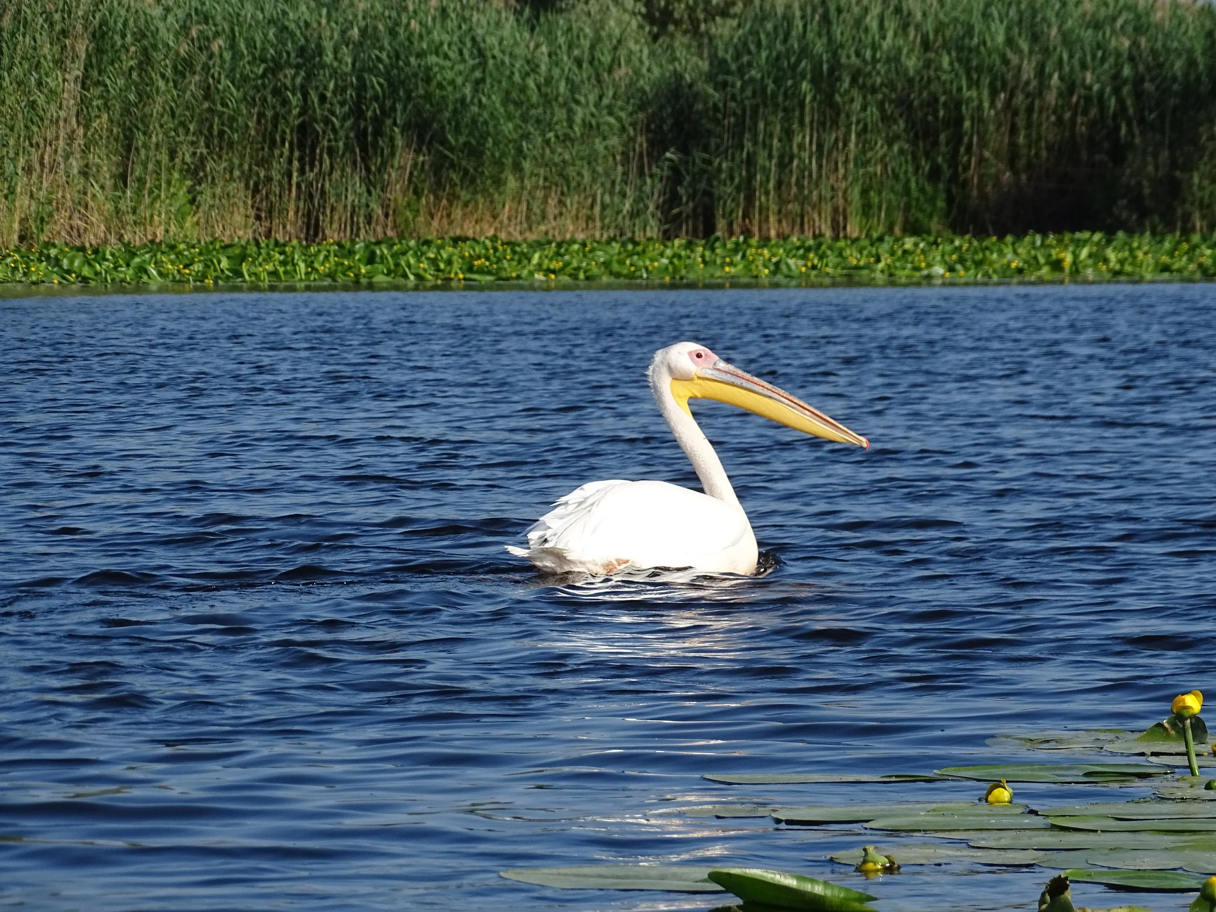 DSC08099.JPG