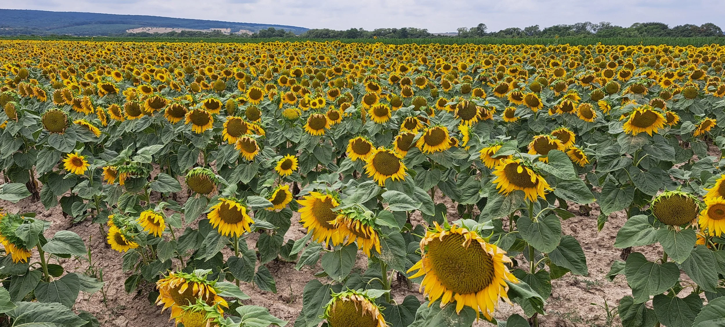 20250716_135839.jpg