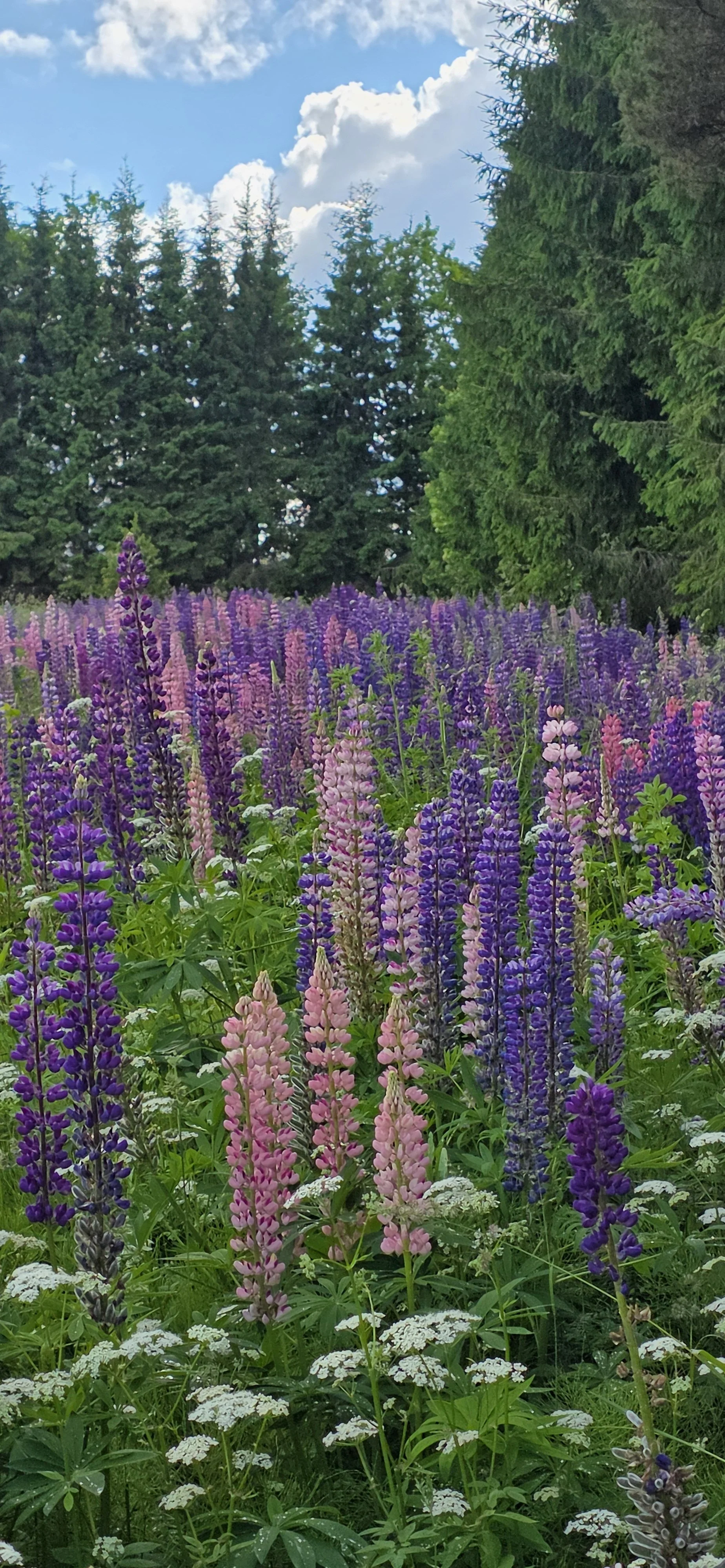 20260614_164955.jpg
