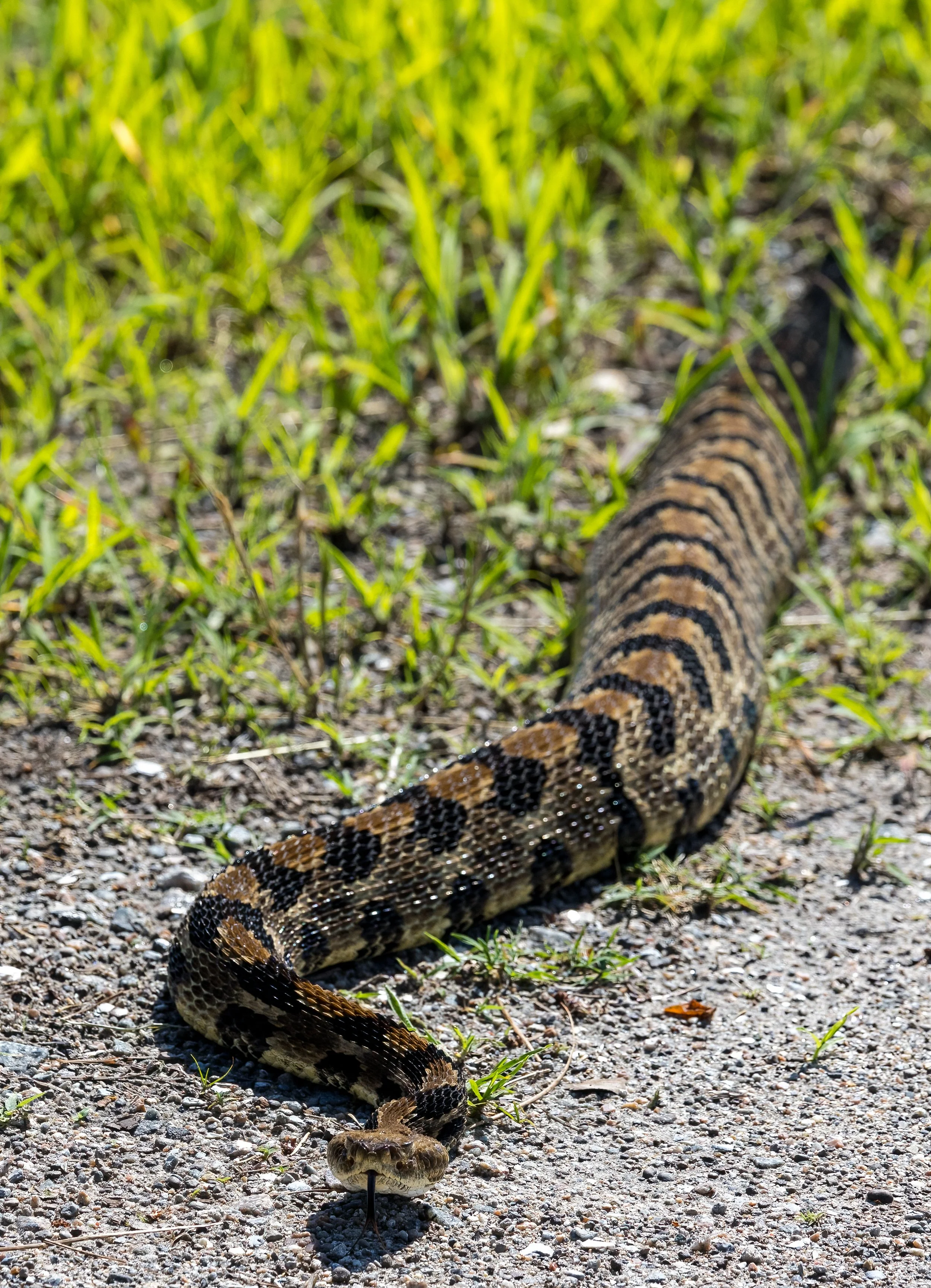 Timber Rattlesnakes