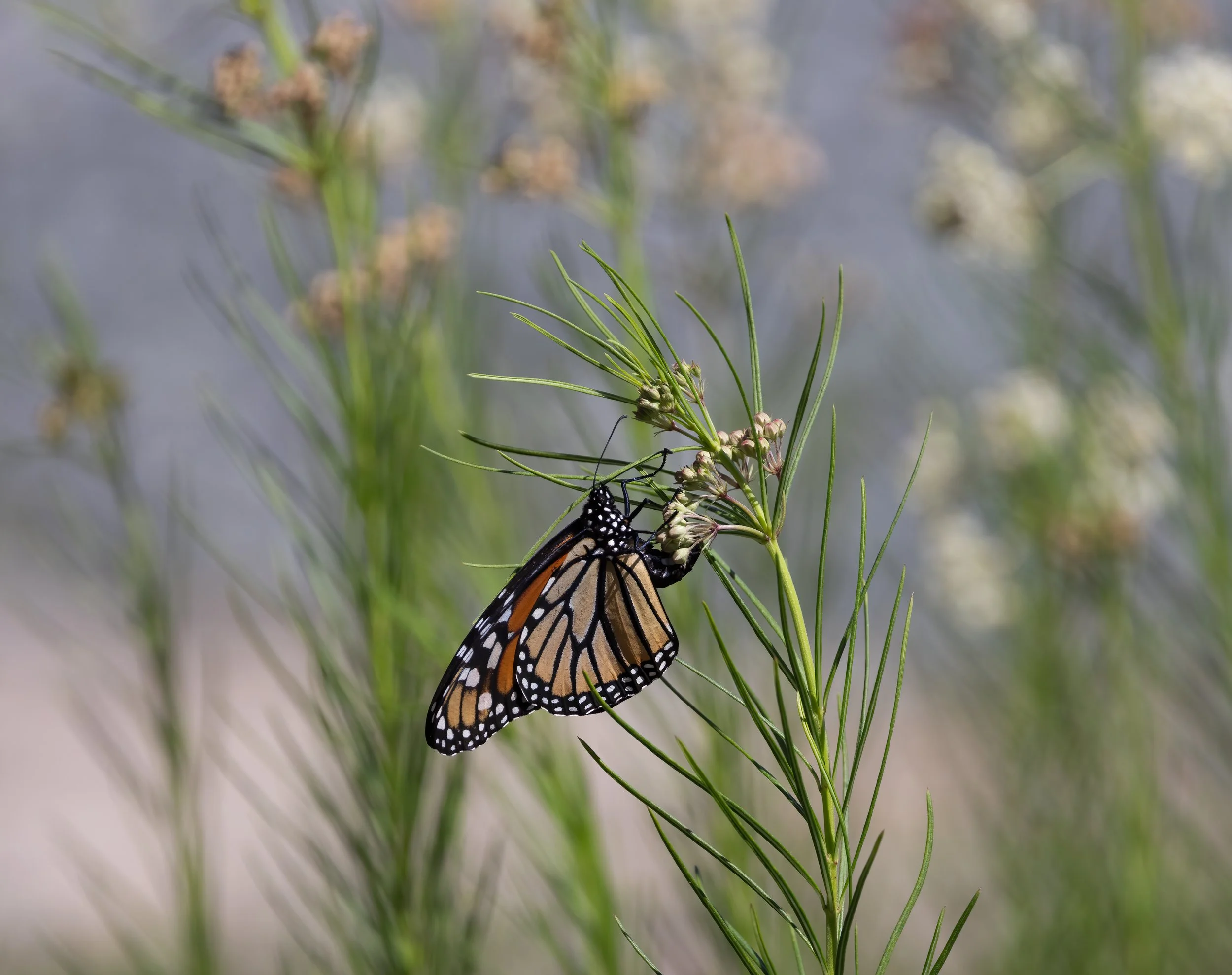 May Nature Walk at Cane Creek Mountains Natural Area