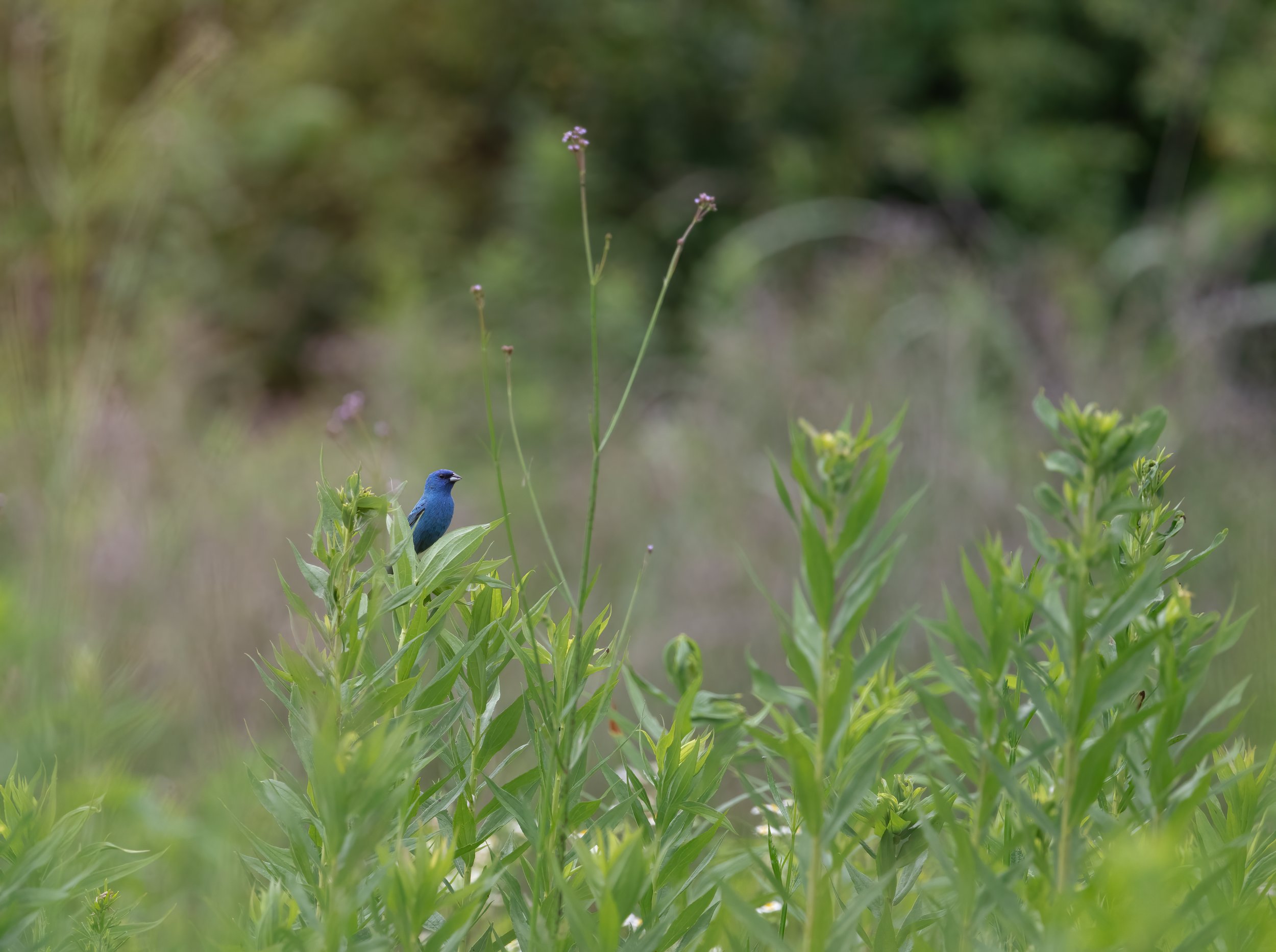 May Nature Hike at Guilford County Farm