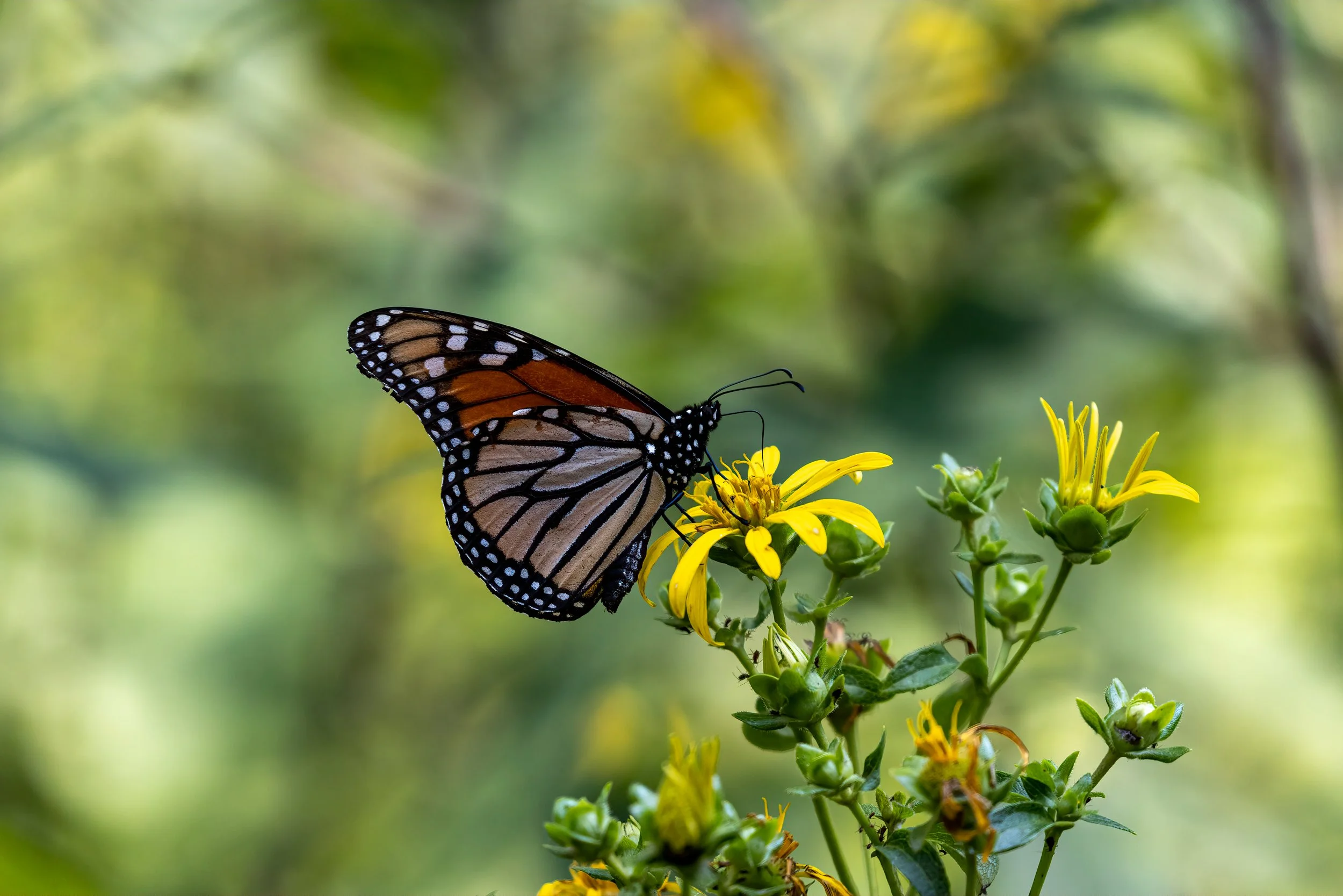 Growing a Pollinator Garden