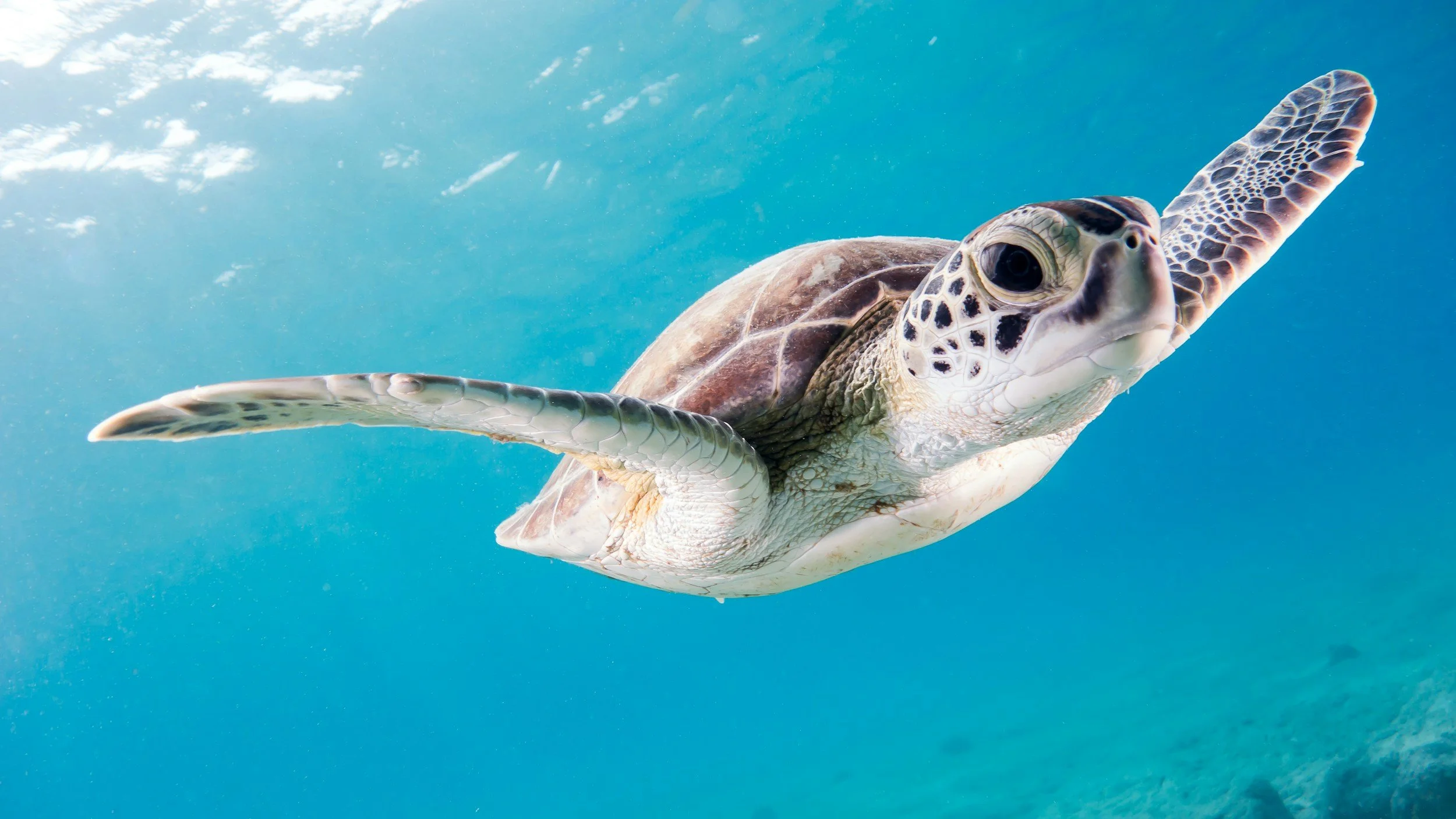 Let's Talk Sea Turtles