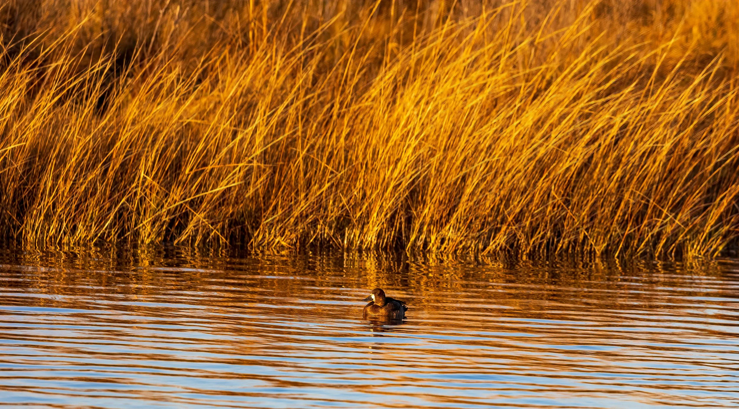 Birding Hike: Gibson Park Observation Deck, Lakes, and Woods.