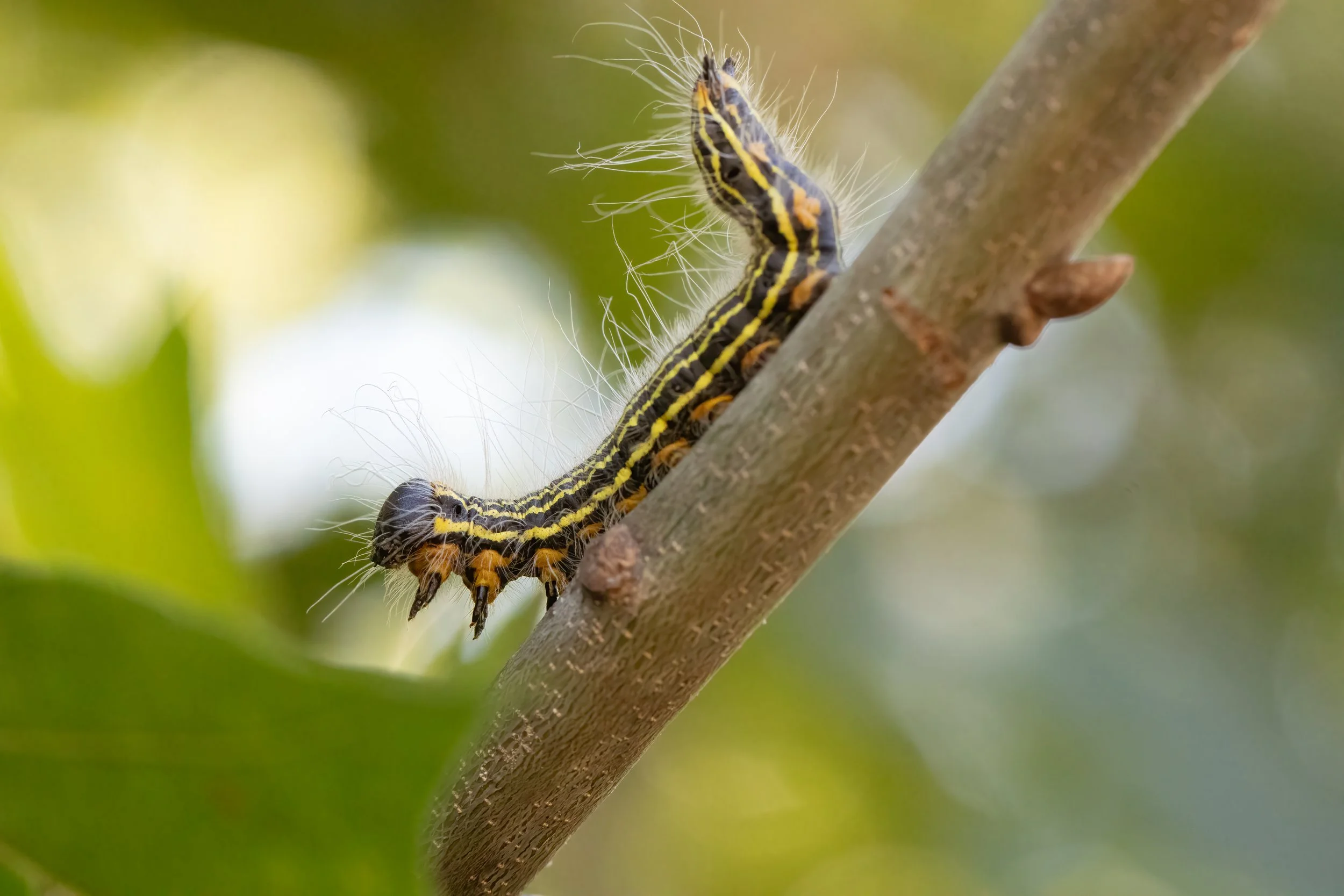 The Extraordinary Caterpillar
