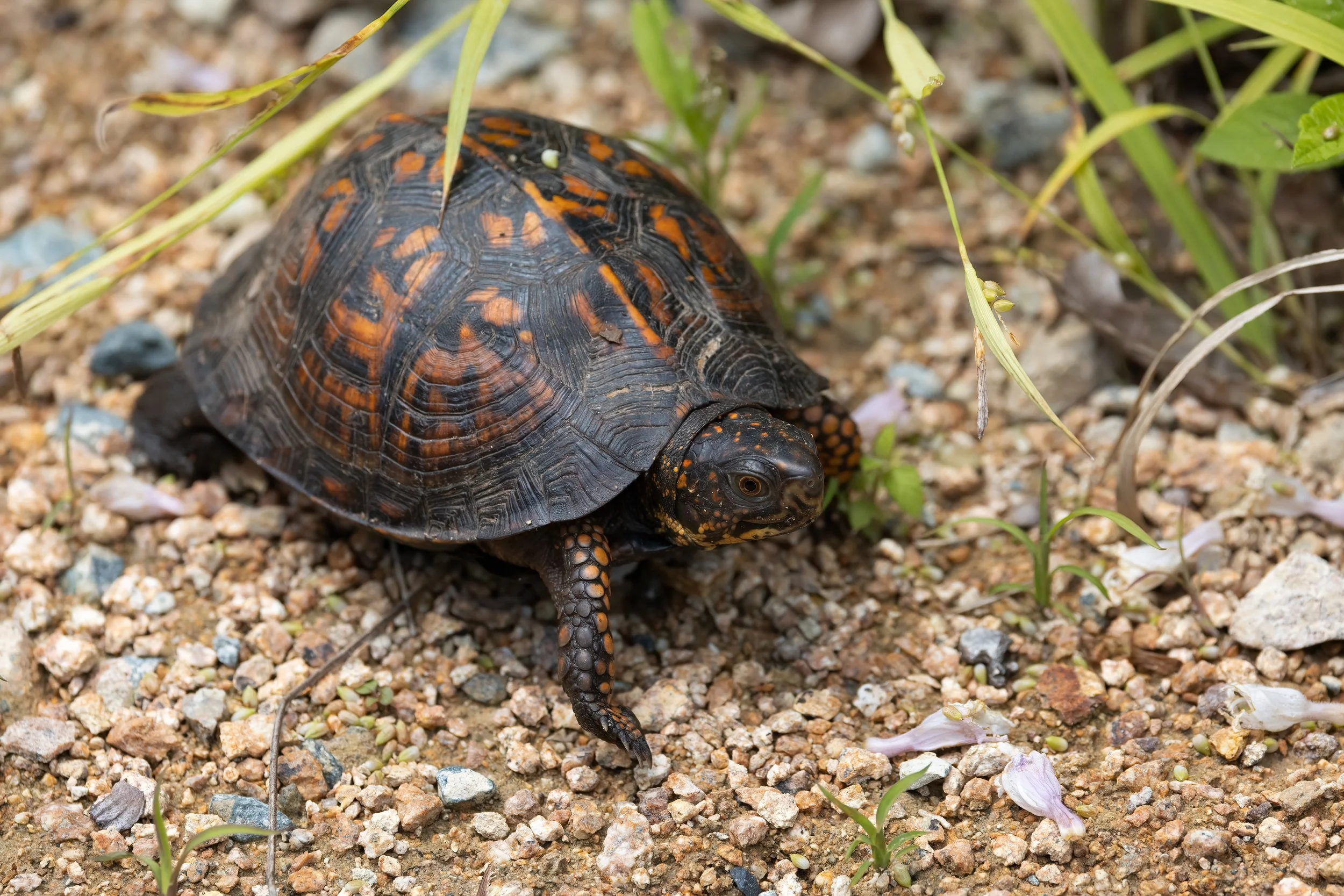 Project Box Turtles