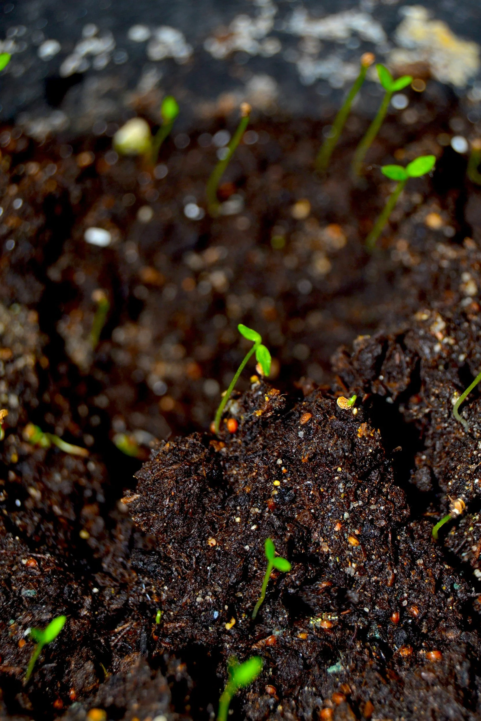 Seeds of the Triad
