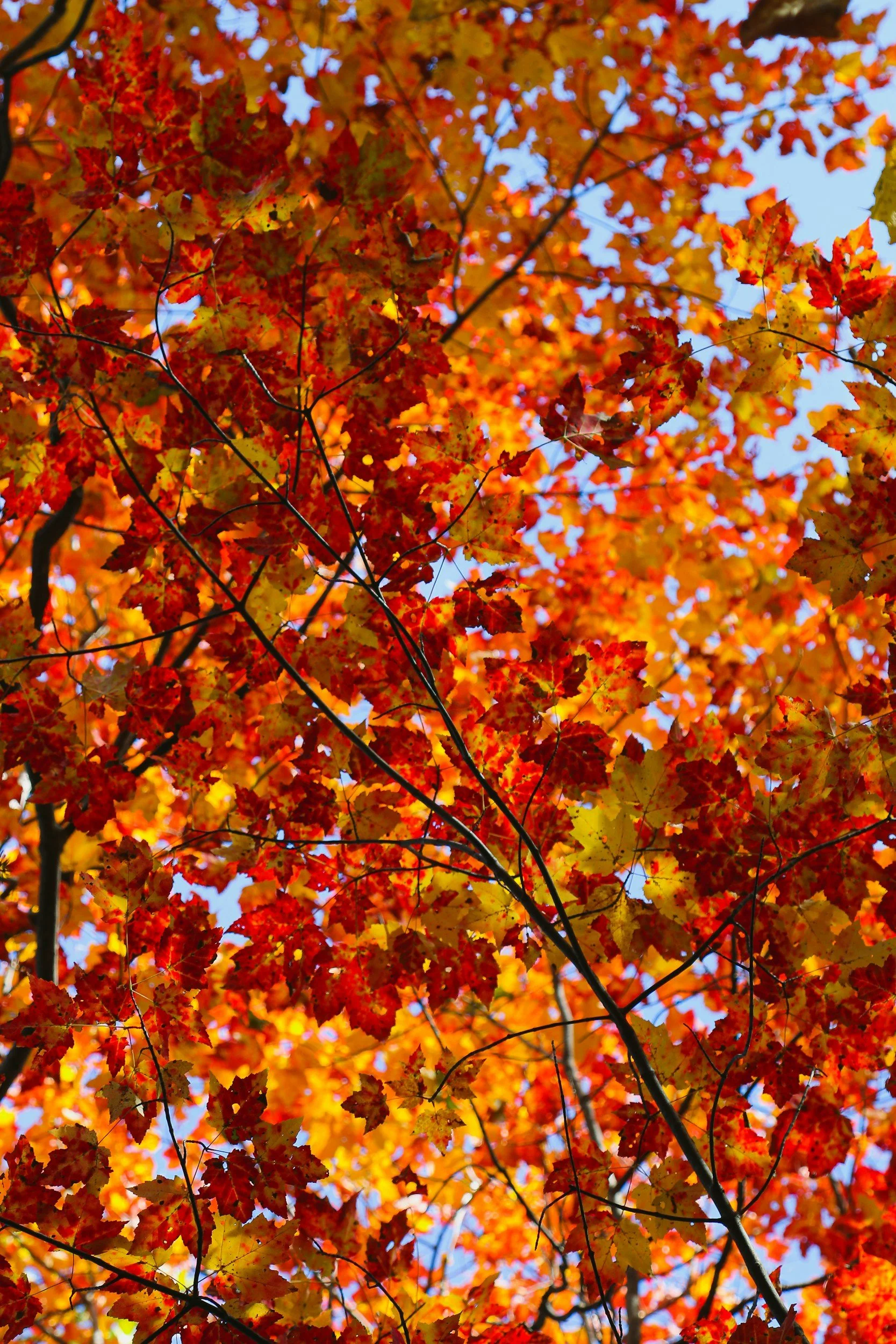 Leaf-Peeping on the Cane Creek Mountains – Bird’s Eye View