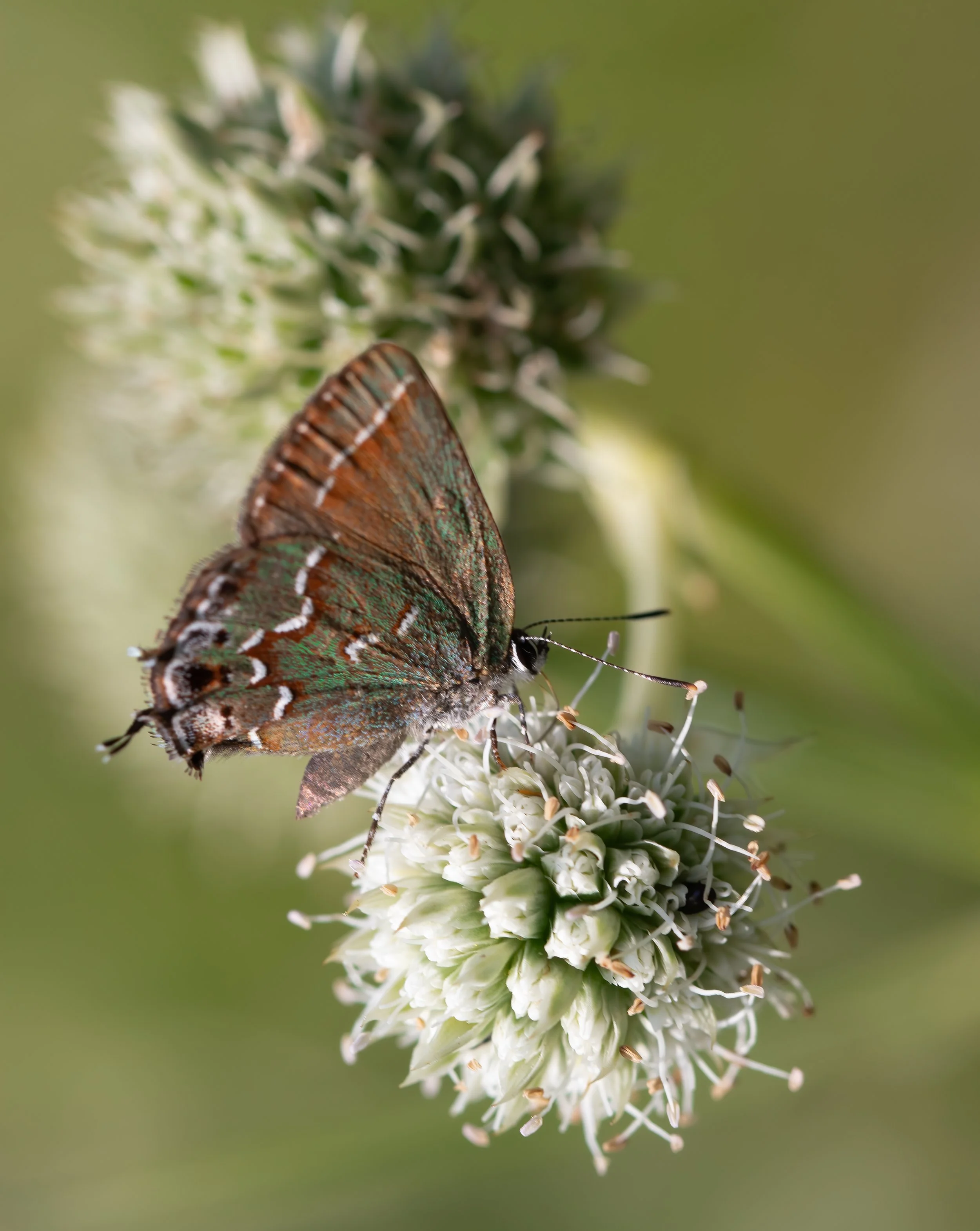An Introduction to Ecological Gardening with Maxwell Nottke