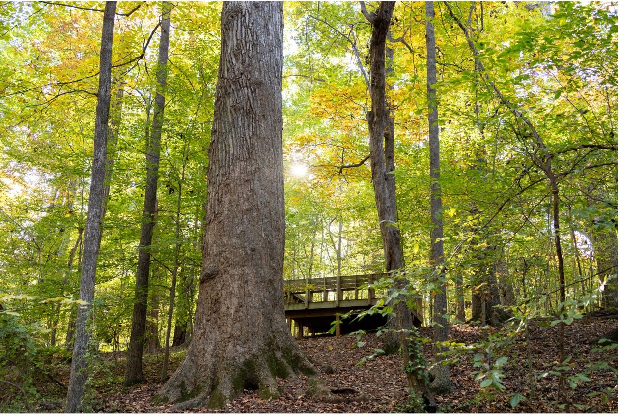 A Guided Walk Through Guilford Woods
