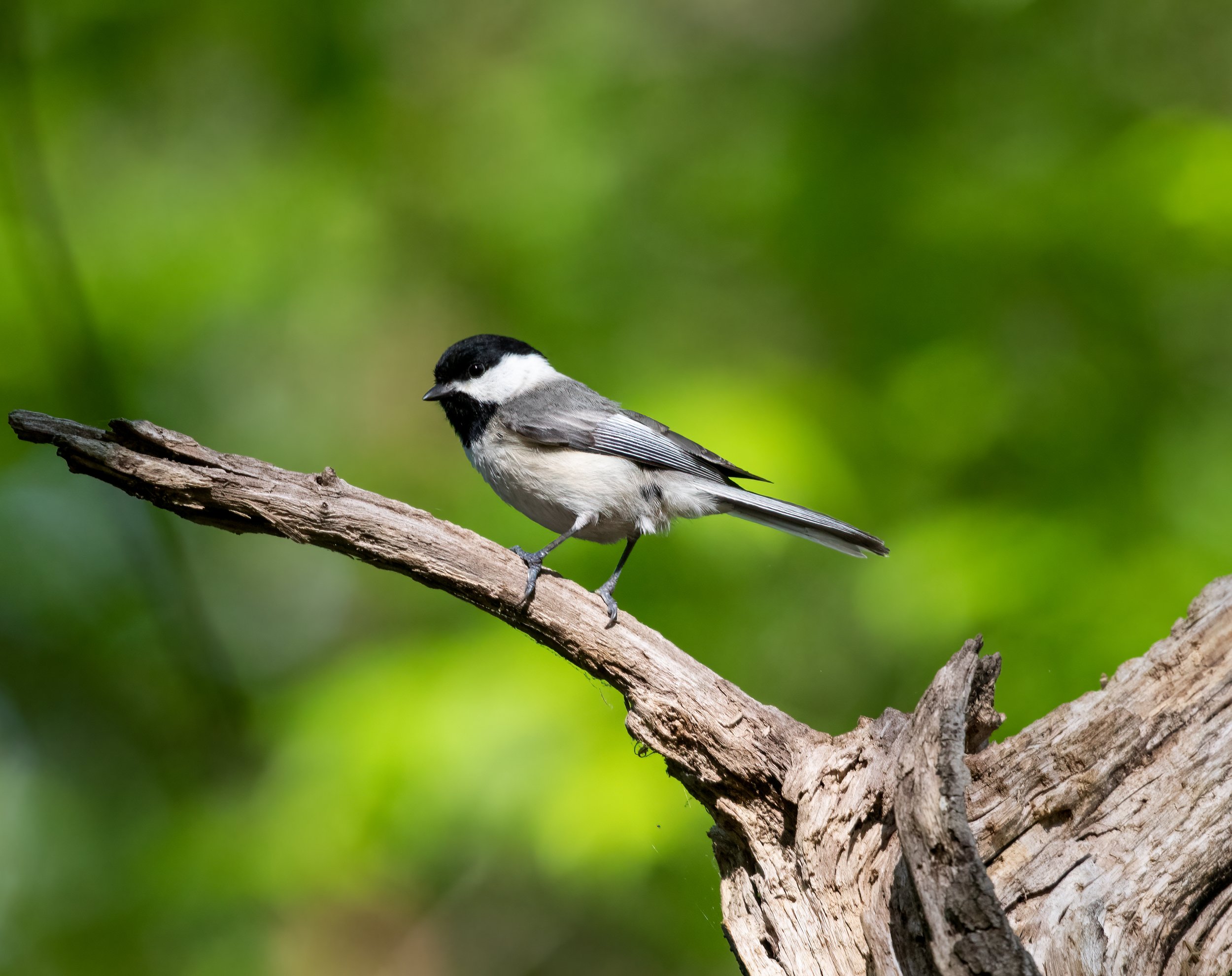 TriadWild-Guilford-County-Farm-NC-Carolina-Chickadee-Bird-Conservation.jpg