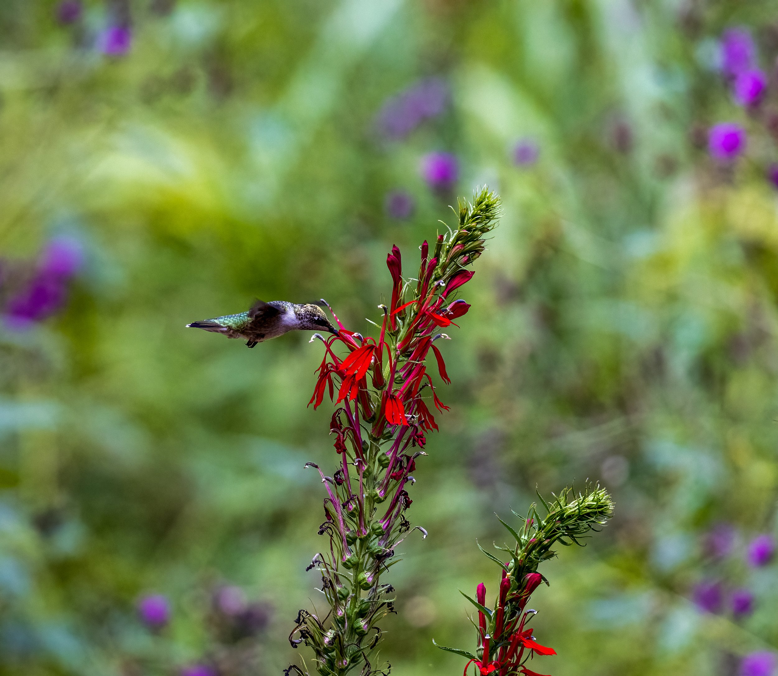 TriadWild-Bird-Conservation-Greensboro- North-Carolina-Ruby-Throated-Hummingbird-Bird-Conservation.jpg