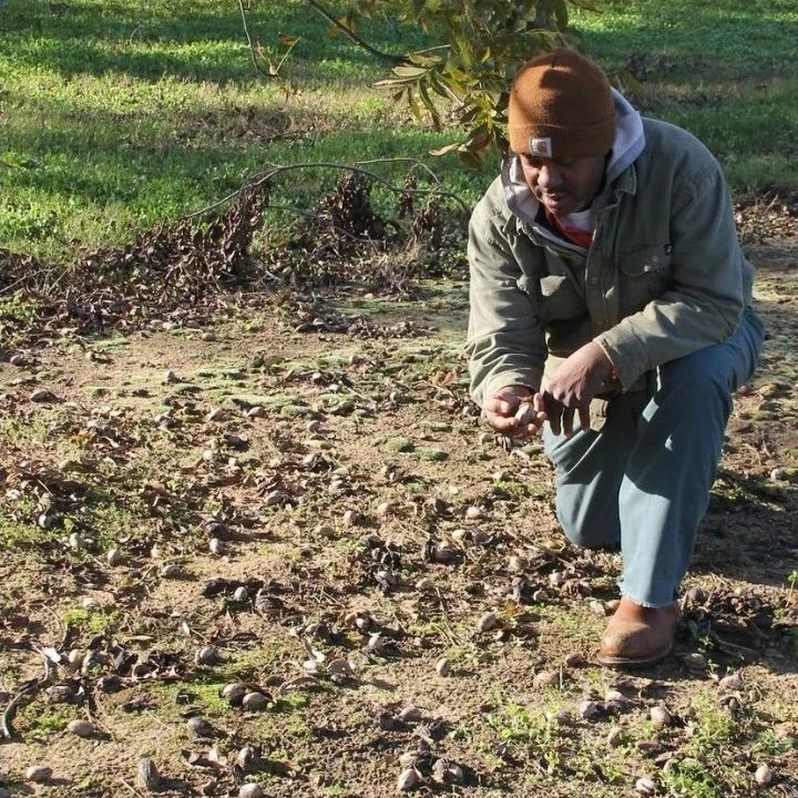 Harvesting pecans at Cypress Pond in Albany, Georgia.