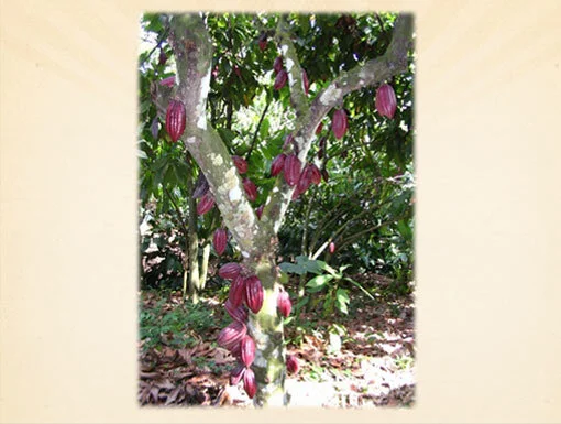 Fair Trade Presentation for Children