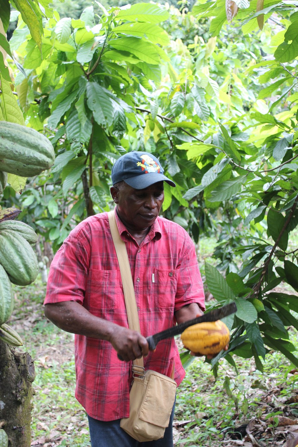  A farmer from the SCOOPS IKPA Cooperative in Togo, one of Equal Exchange’s newest cacao farming partner co-ops. 