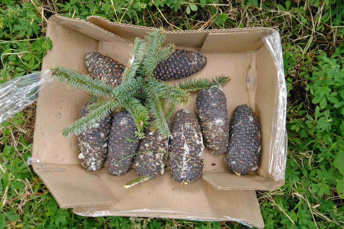 photo_fir seeds and pine cones_CREDIT Jose Arnulfo Blanco Garcia.jpg