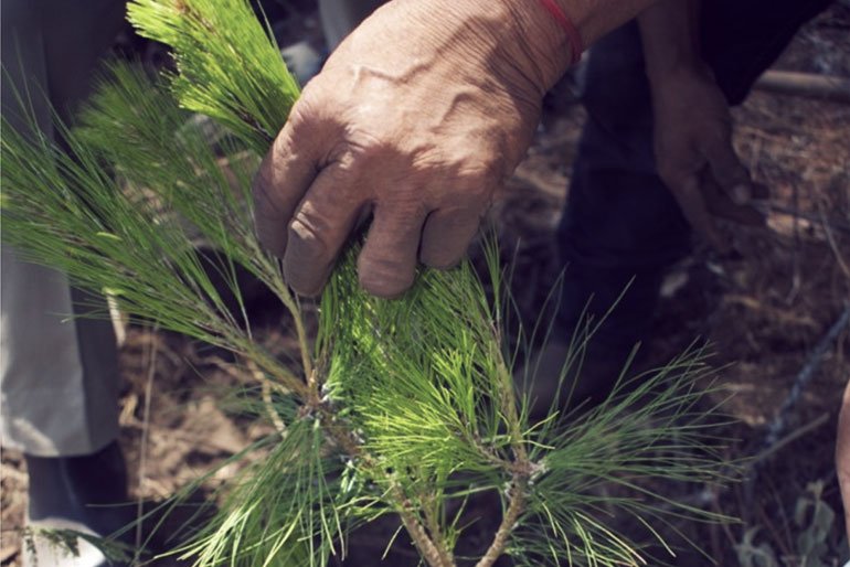 photo_PRAGOR planting pine.jpg