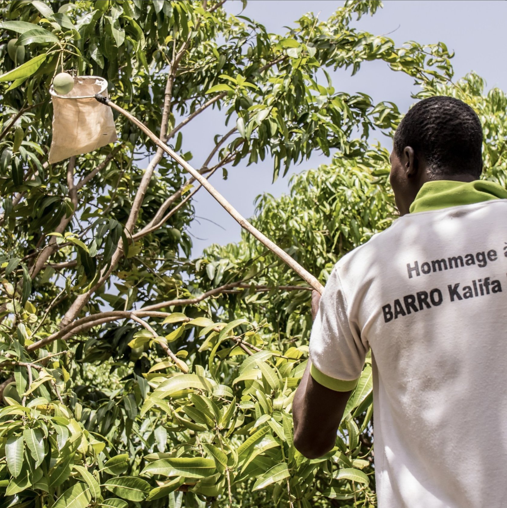 Credit-Gebana-harvesting-mangoes-BurkinaFaso.jpg