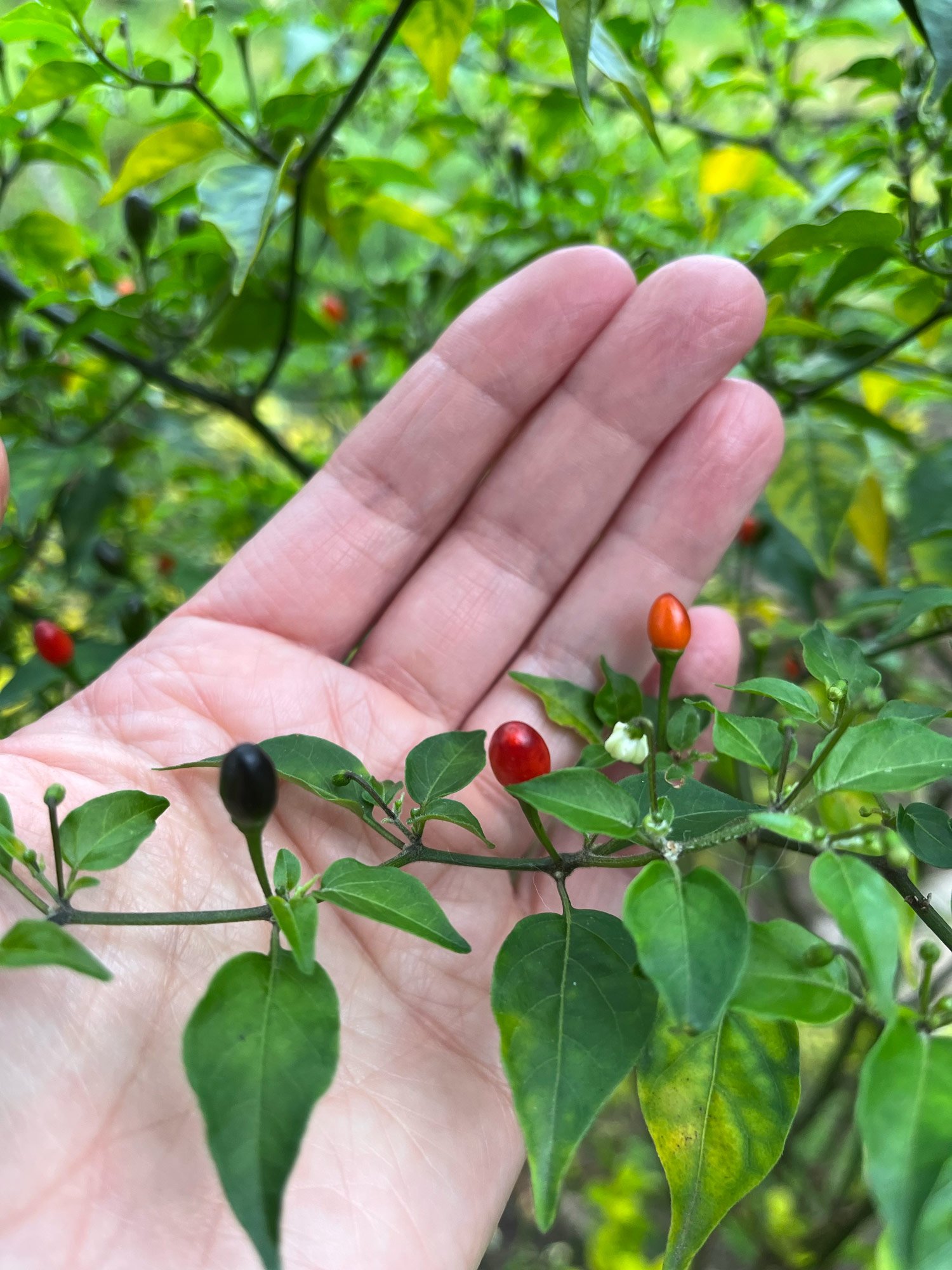 Aji, a chili pepper that ranges in pungency, is used to keeps pests away
