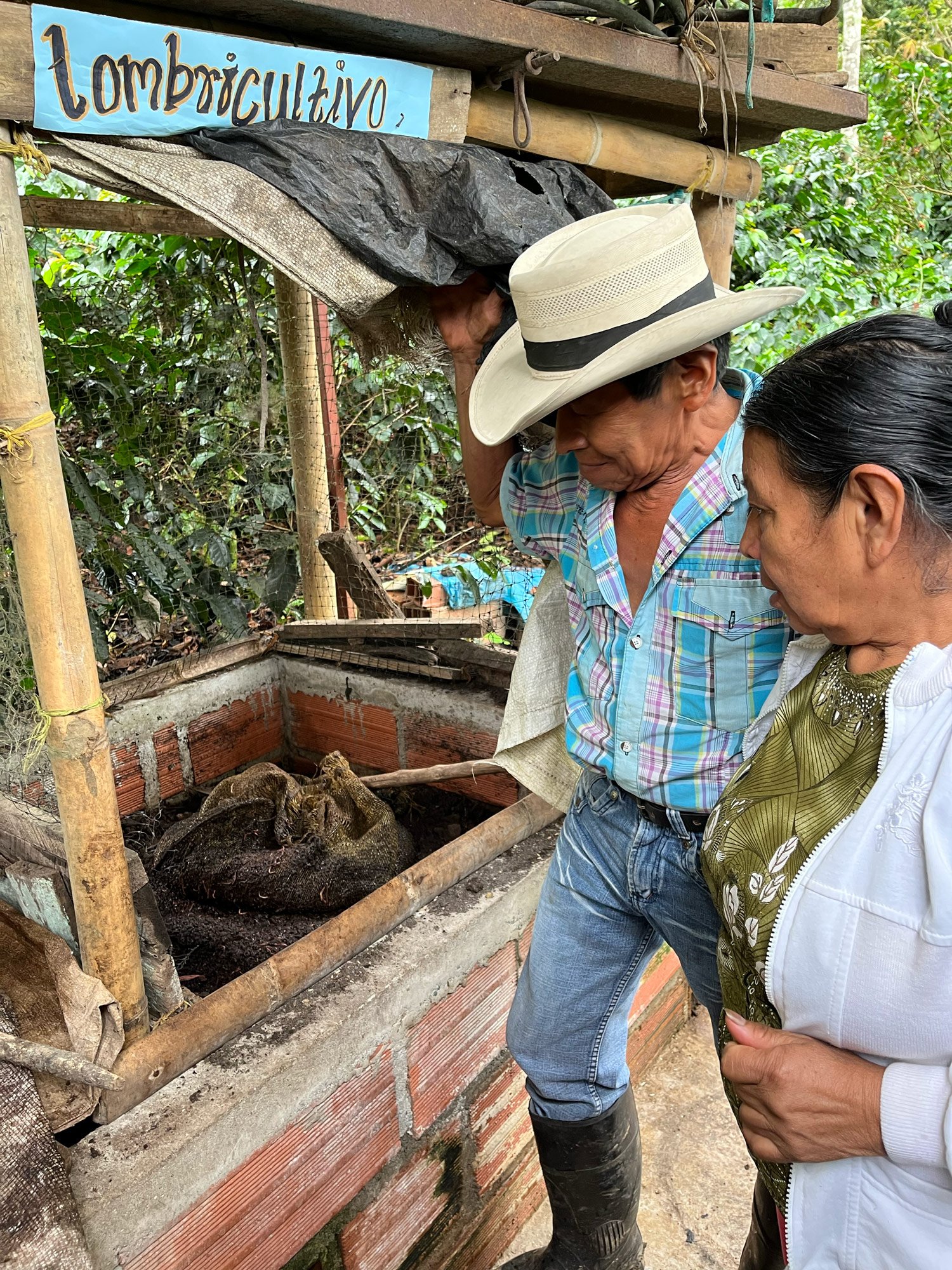 Don Luis Bueno showing his vermiculture, or worm compost