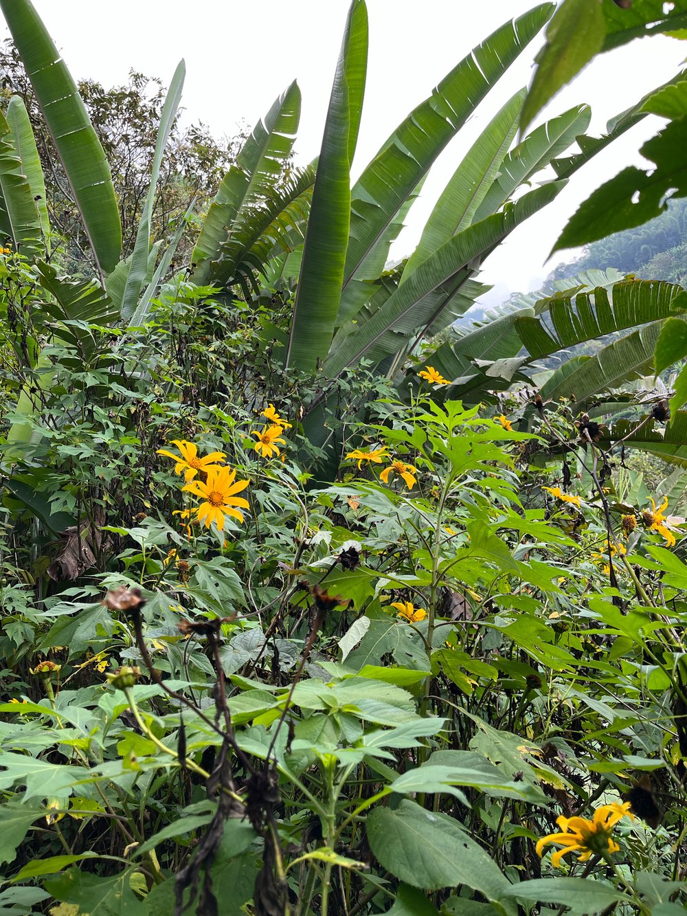 Yellow flowering boundary plants