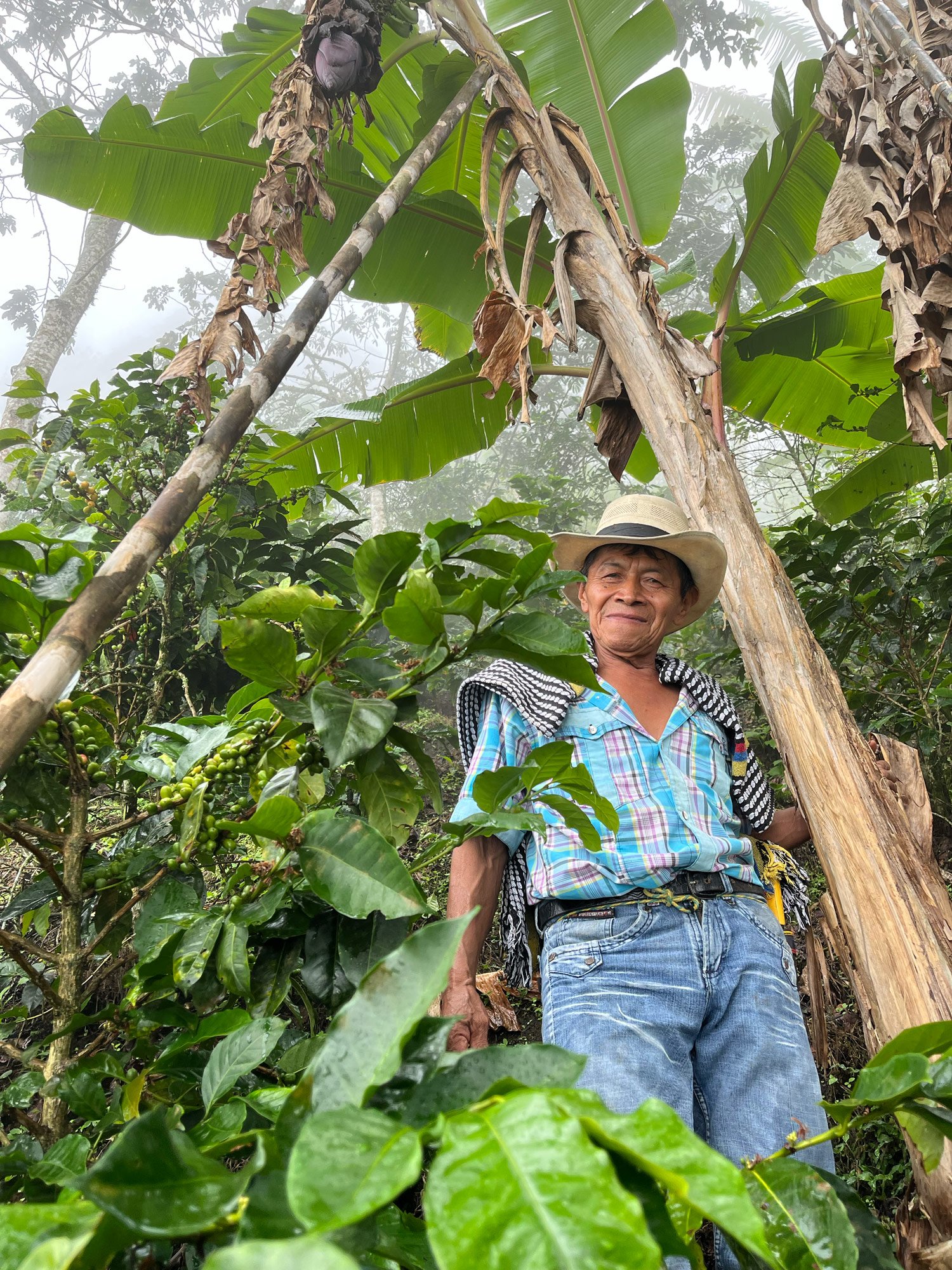 Banana trees offering shade on Don Luis Bueno's farm
