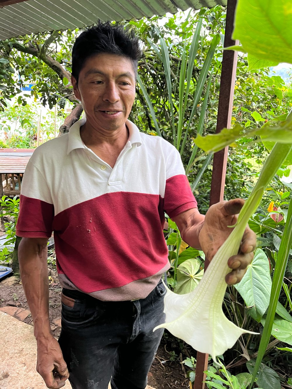 Enormous trumpet flowers attract pollinators