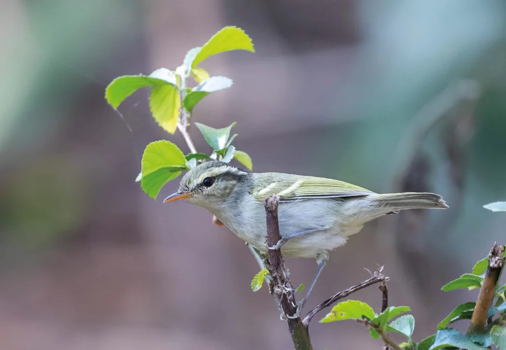The Blyths Green Leaf Warbler, known for their territorial behavior, feasts on small insects and earthworms.