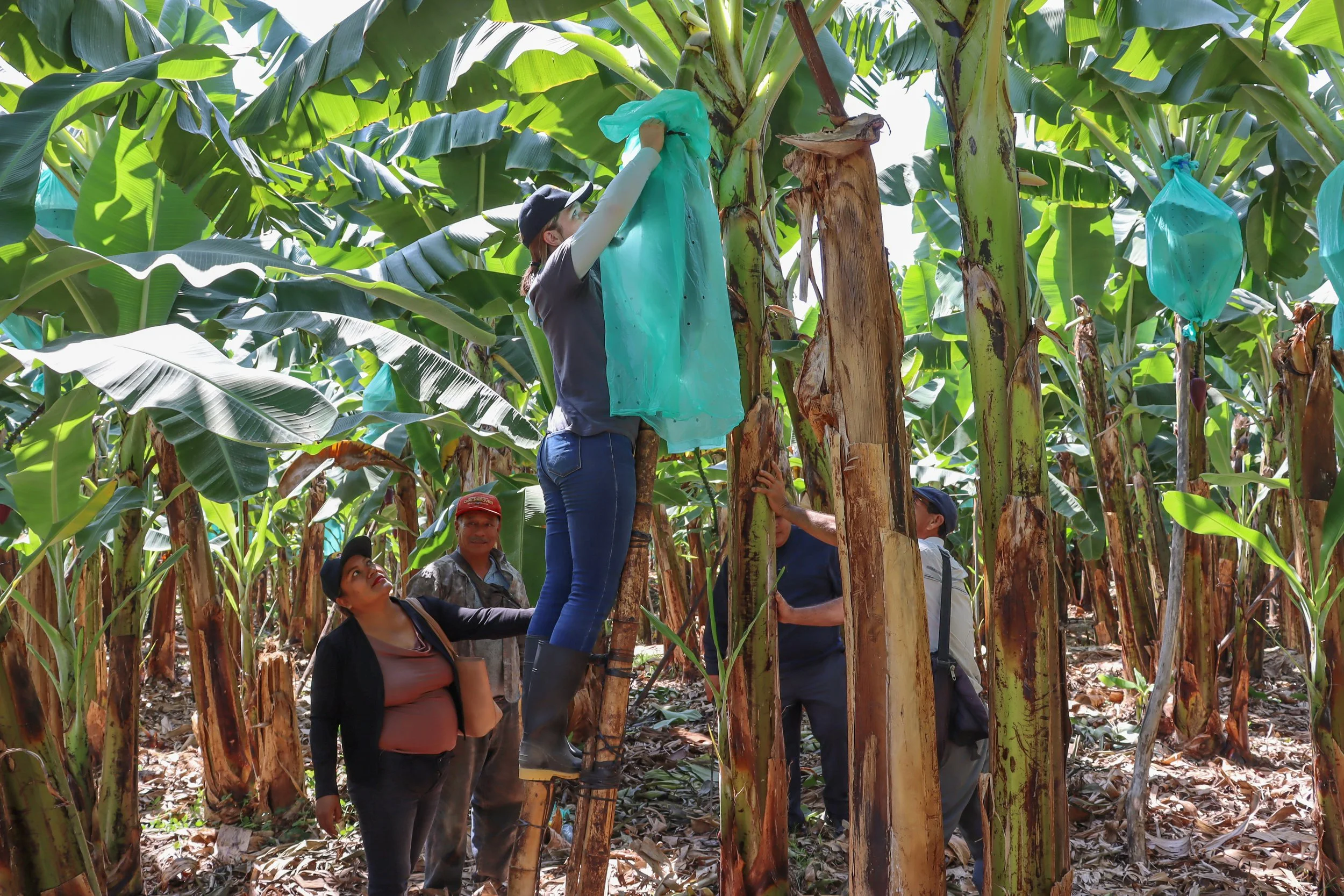  Marliu Saavedra coaches Joleen Baker through covering a hanging bunch of green bananas as Jhonny Gutierrez Vera looks on. 