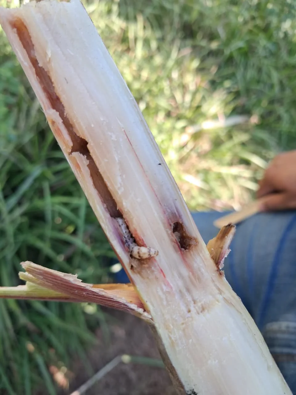 A sugarcane borer at work