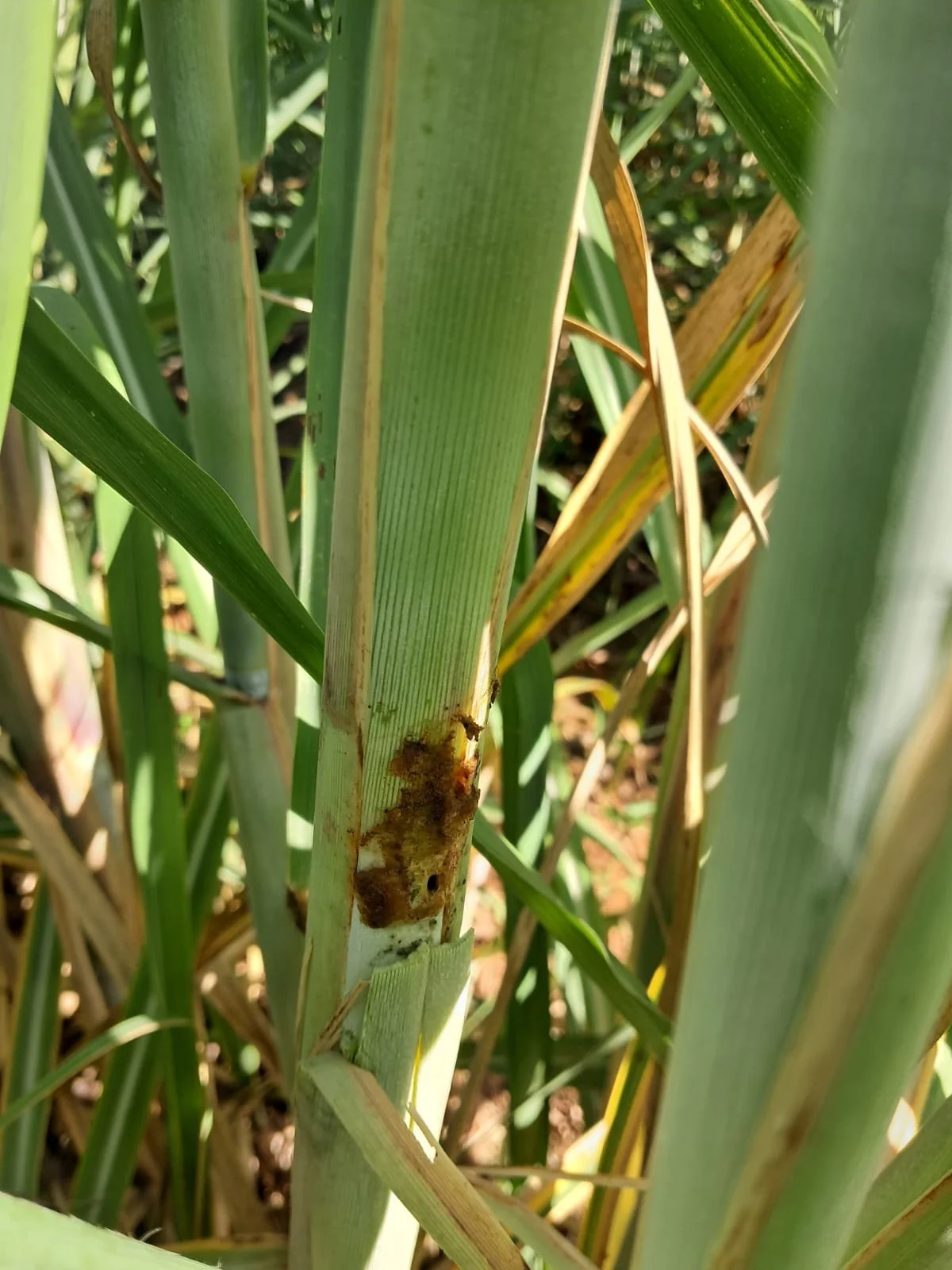 Damage caused by the borer