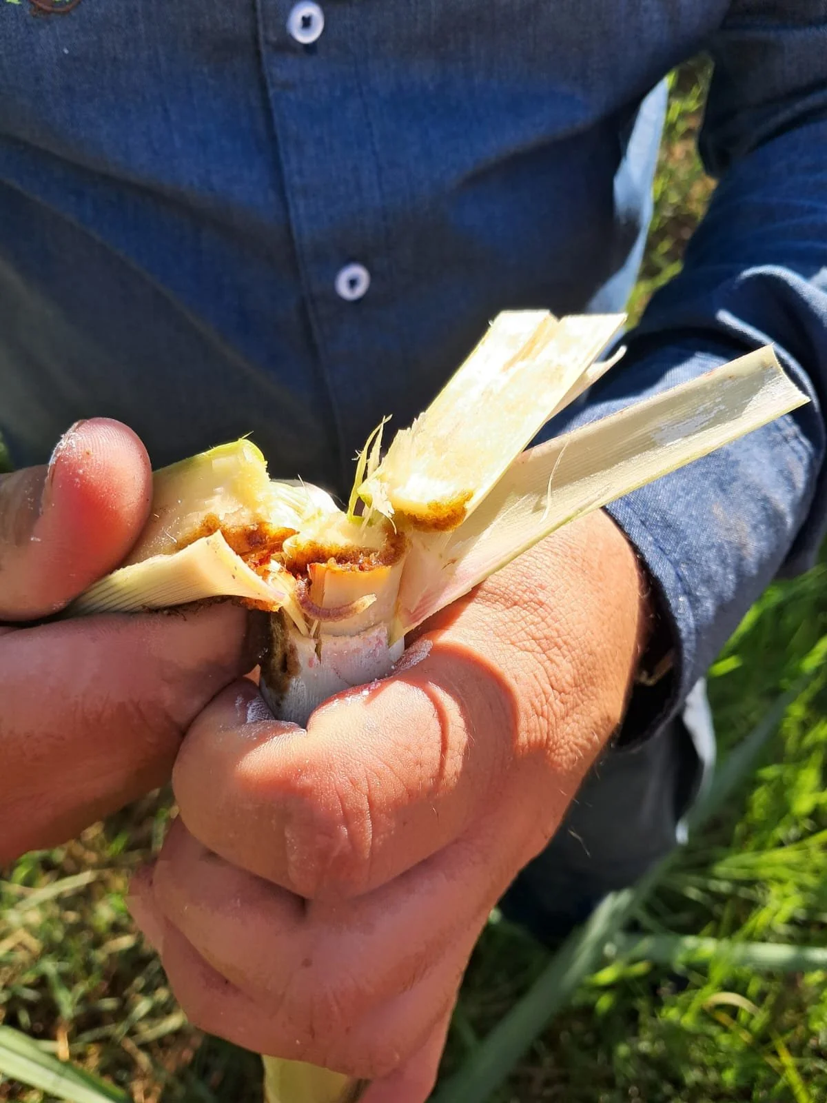 Damage caused by the borer